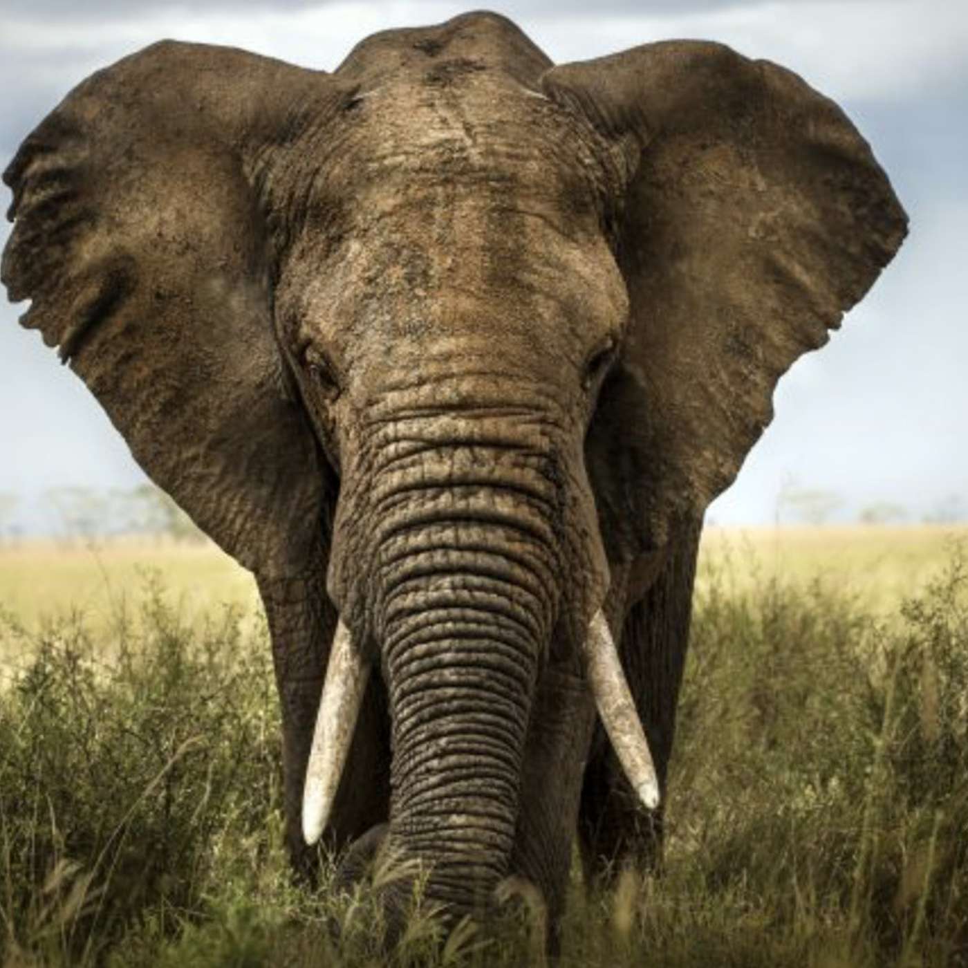 Taming Your Elephant