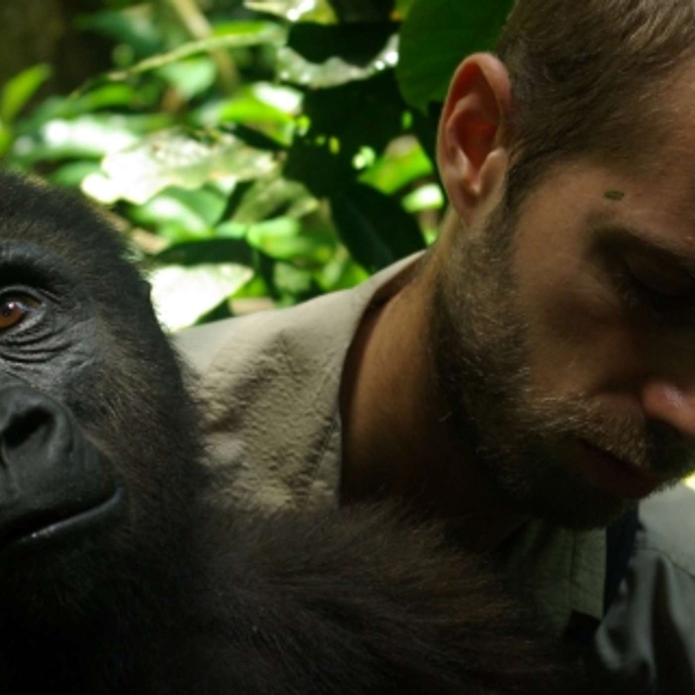 Conservation Voices: Protecting Endangered Species in Gabon with Luc Mathot of Conservation Justice episode artwork