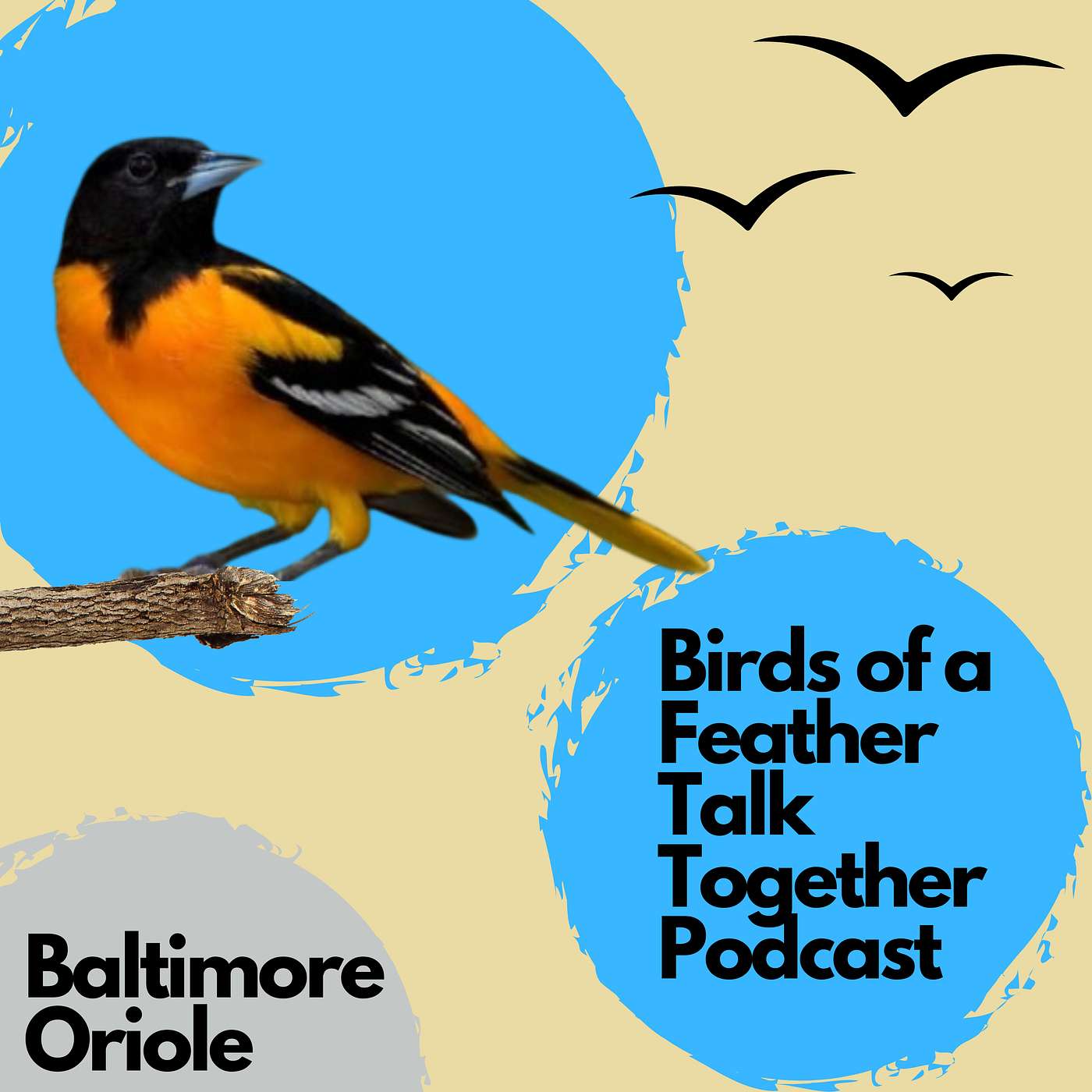 156: Baltimore Orioles: The Master Weavers of the Bird World episode artwork