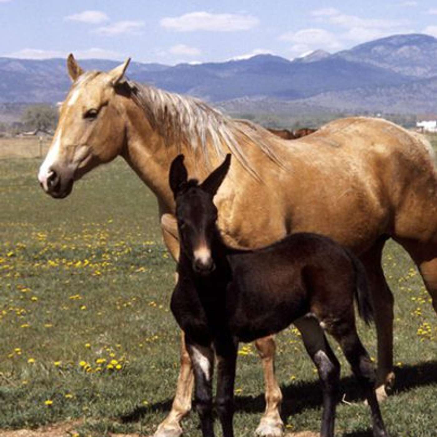 MULE TALK! THE PODCAST ABOUT MULES, MULE TRAINING, AND THE MULE INDUSTRY.