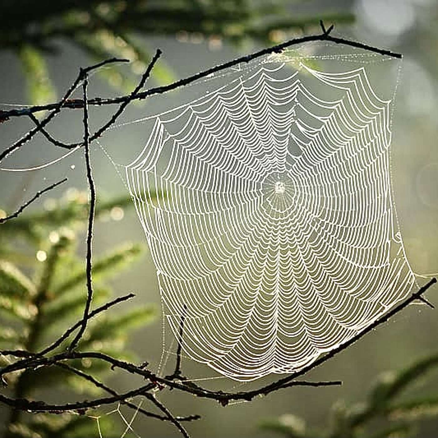 S1E10-Untangling the Web