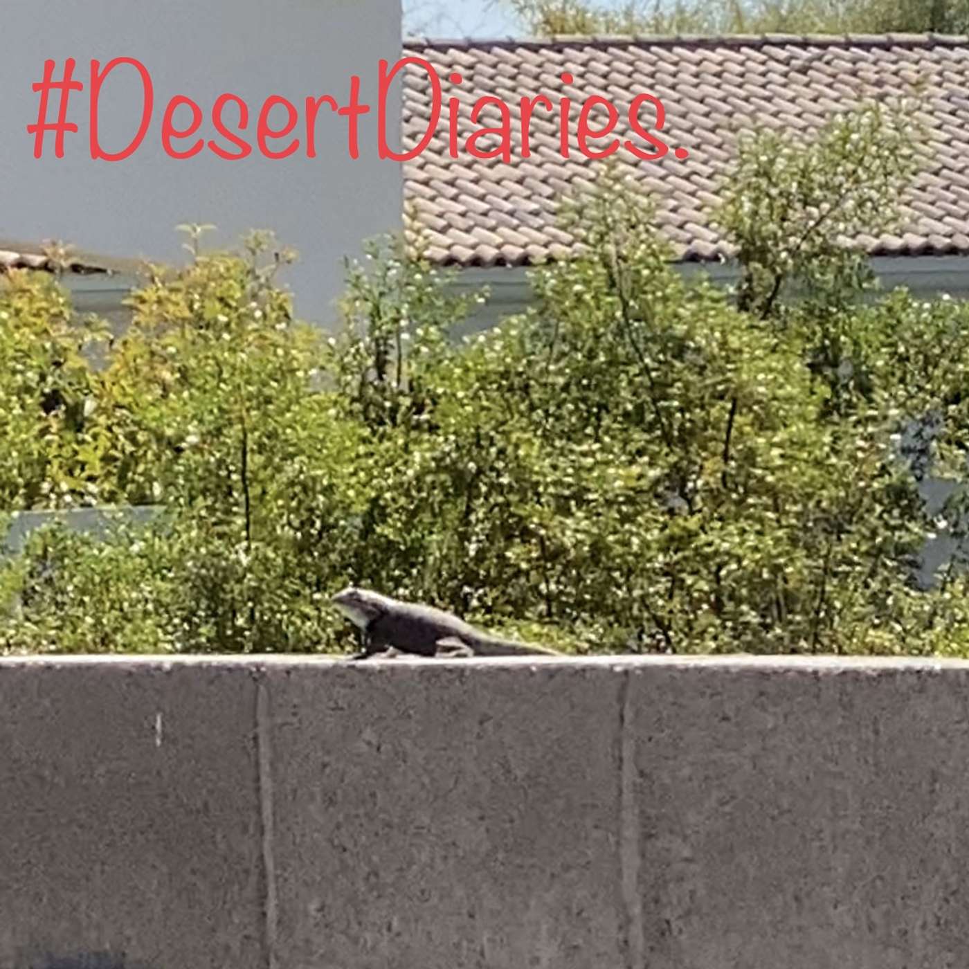 Week forty-nine: Amorous lizards and scorpion hunting at night