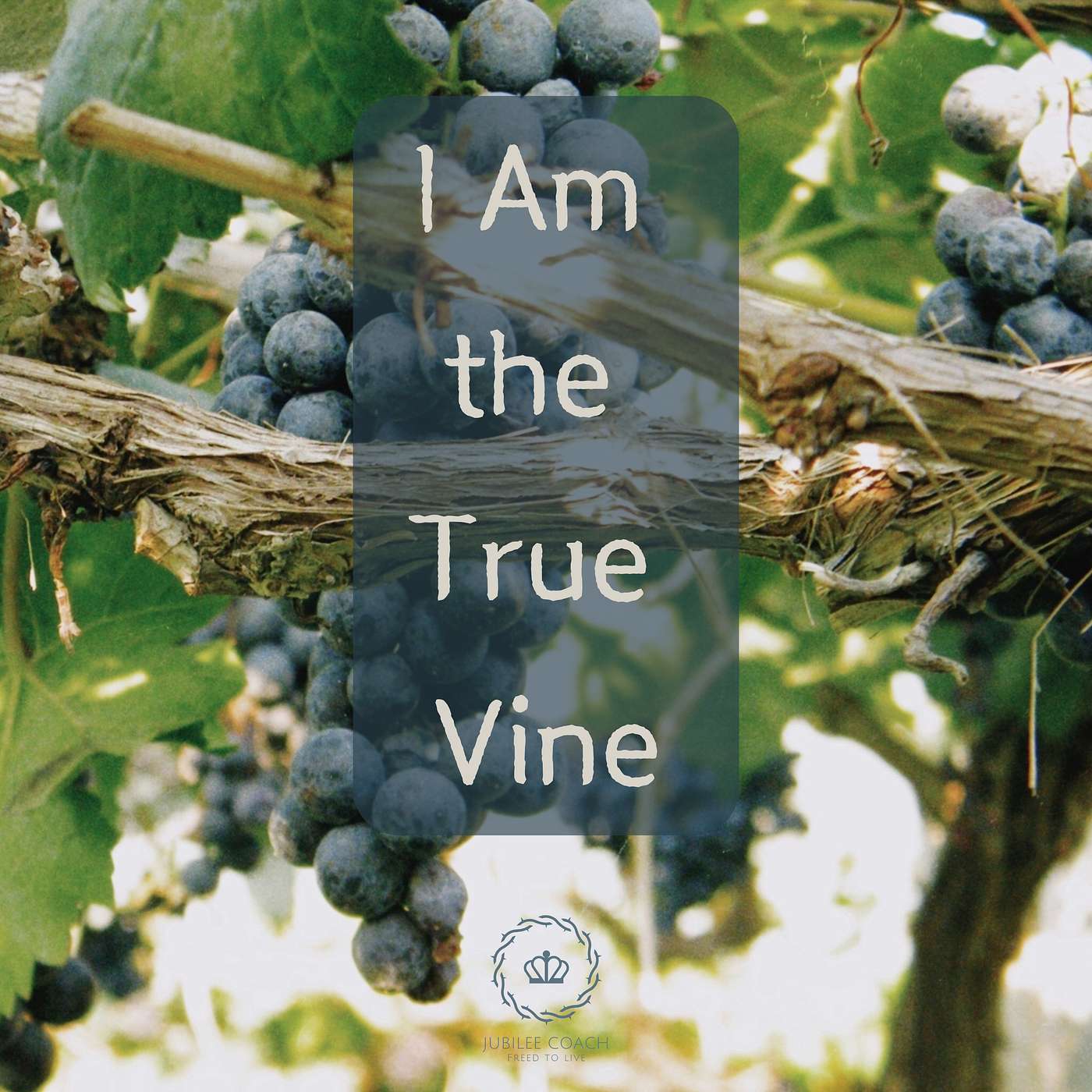 I Am the True Vine (John 15) Meditation