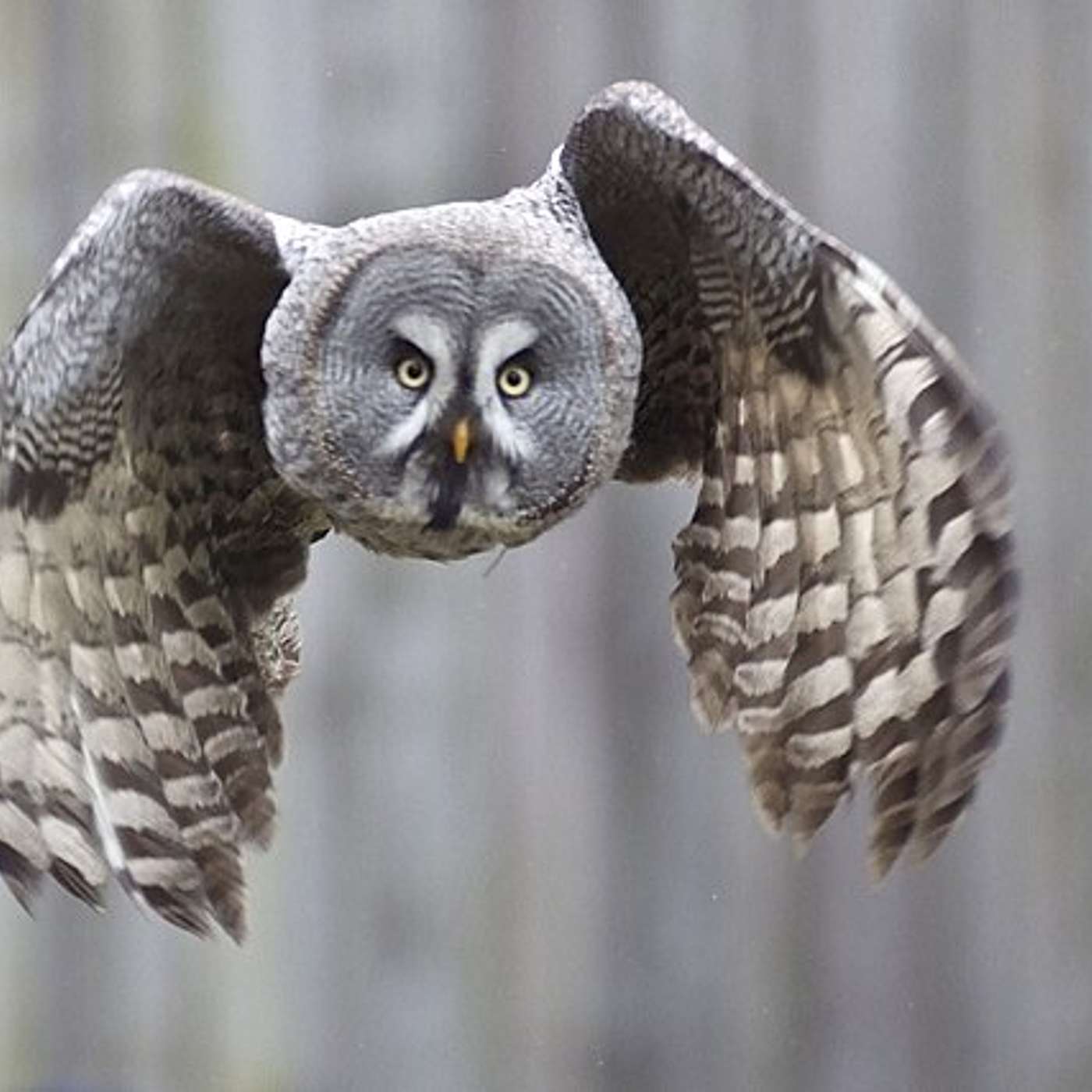 Yosemite's Great Gray Owl Yosemite's Great Gray Owl