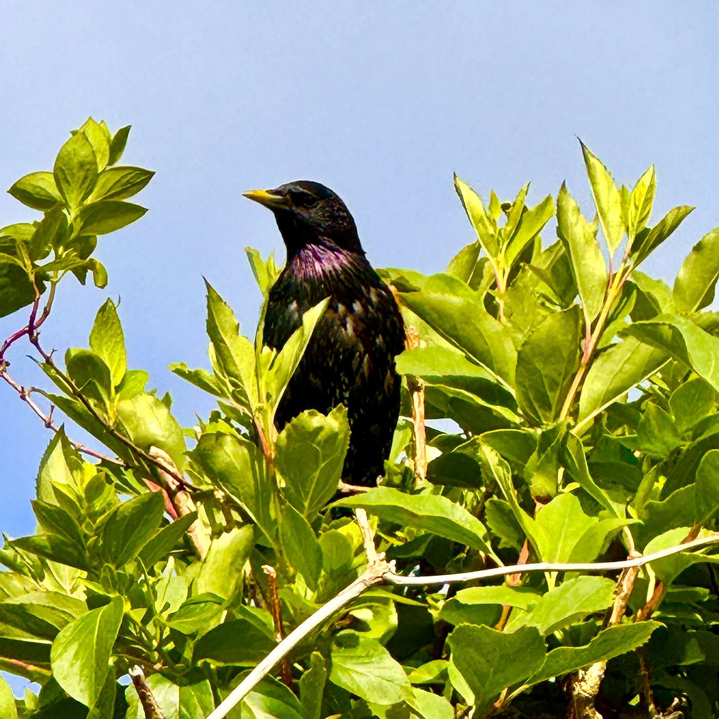 Barchester Towers, Sherborne Swifts and a Summer of Adventure