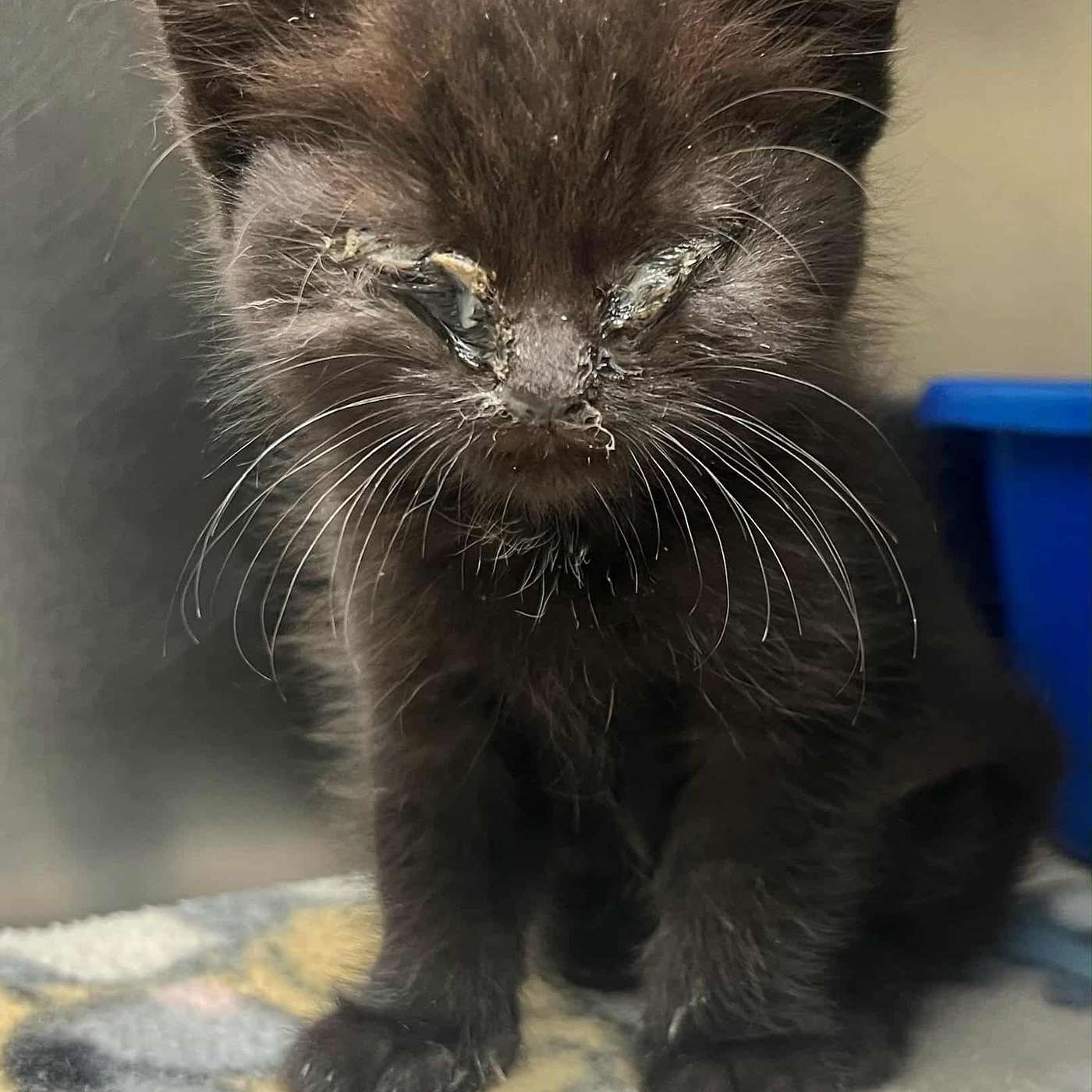 Meet Pickles...a new resident at the SPCA Serving Allegany County. PLEASE SUPPORT THE SPCA SO THEY CAN CONTINUE TO SAVE KITTENS LIKE PICKLES!