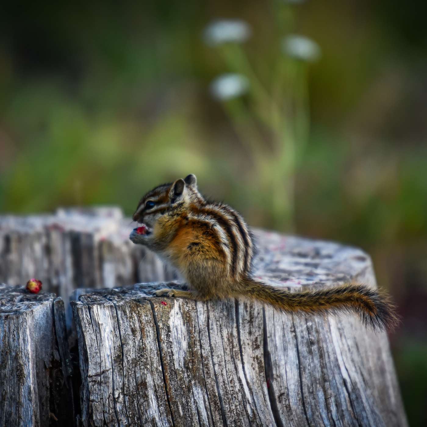 Blankets made of Milky Way at Slumgullion Pass