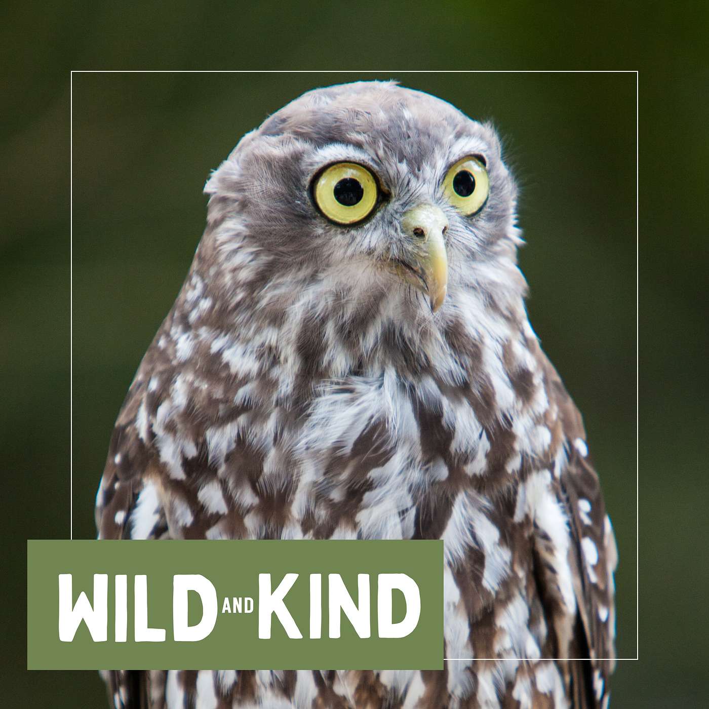 The Barking Owl