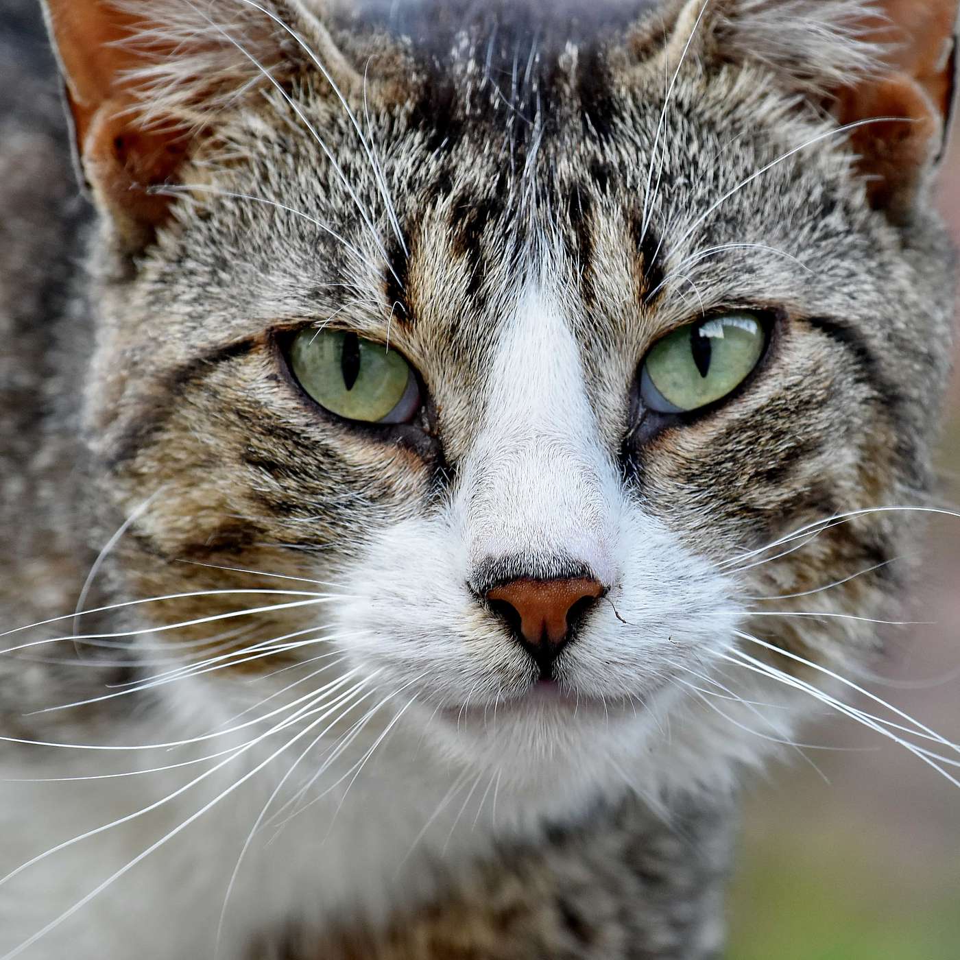 MORE CATS: Indifference vs. Self-Assurance. "Old Possum's Book of Practical Cats." Curiosity. Exploding Kittens.