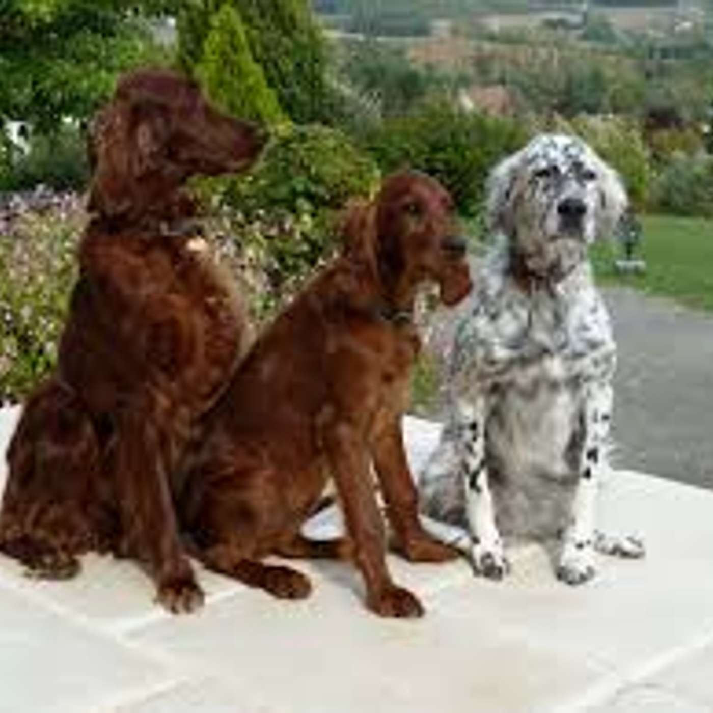 Il setter irlandese: un gran bel cane!