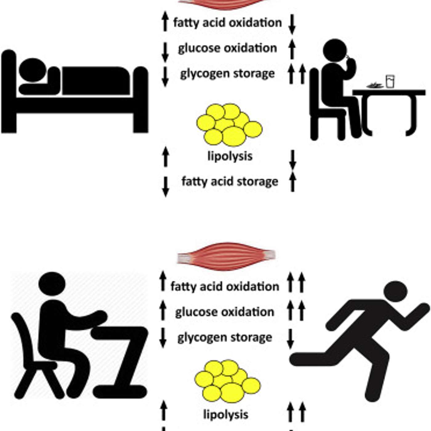 The Health Edge: translating the science of self-care