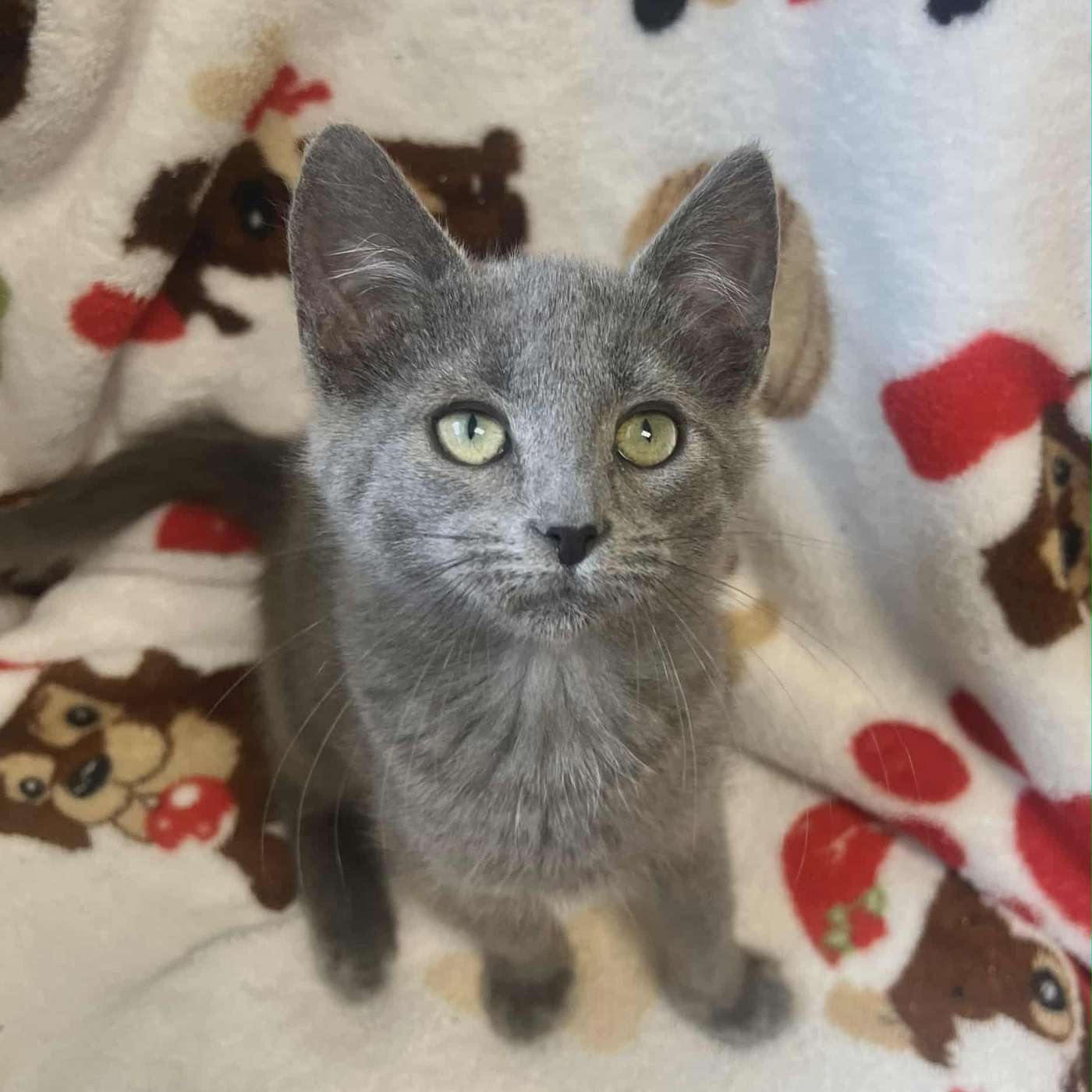 Have you heard about the kittens that were found along I-86...in a taped up box? This is their story...