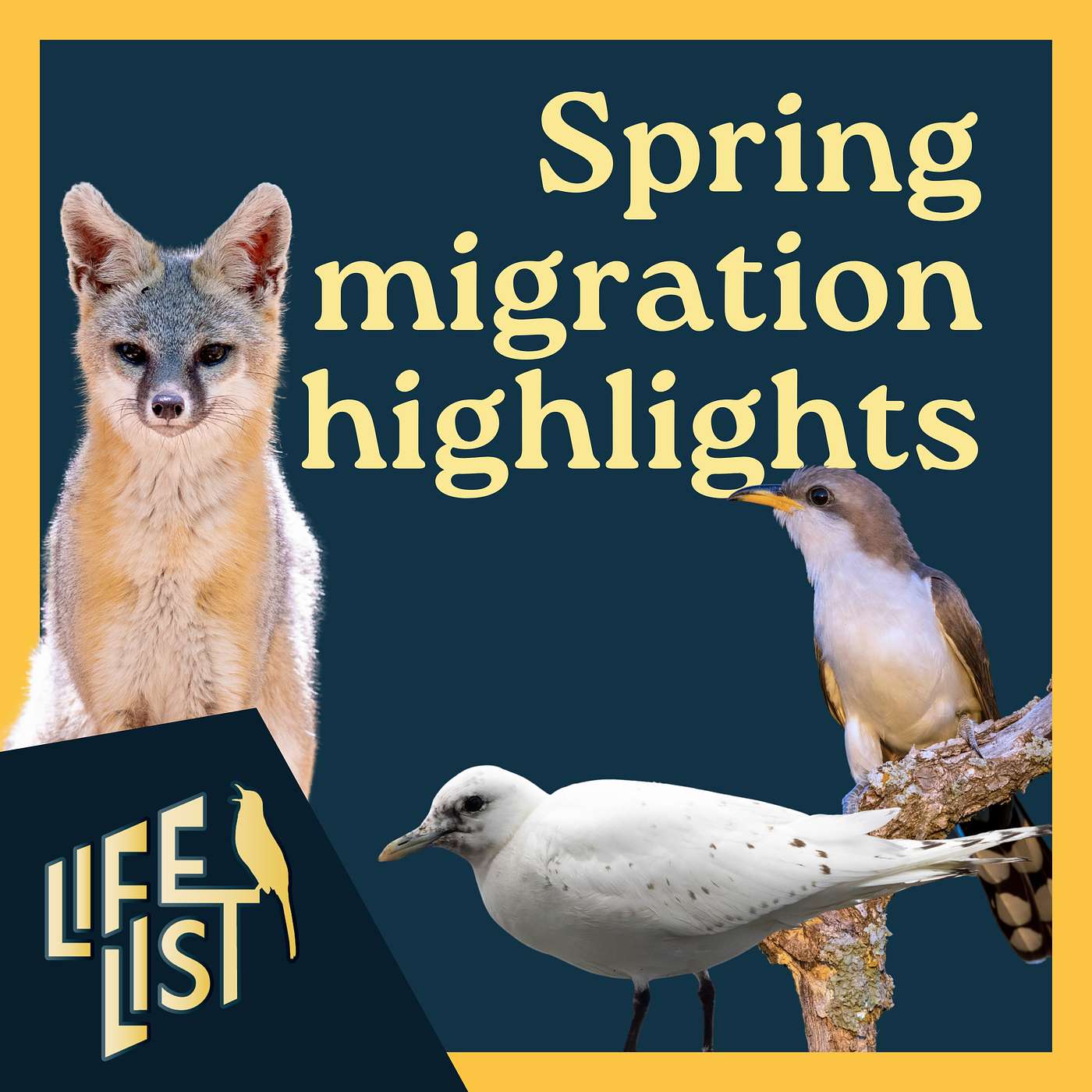 Our biggest spring migration birding surprises