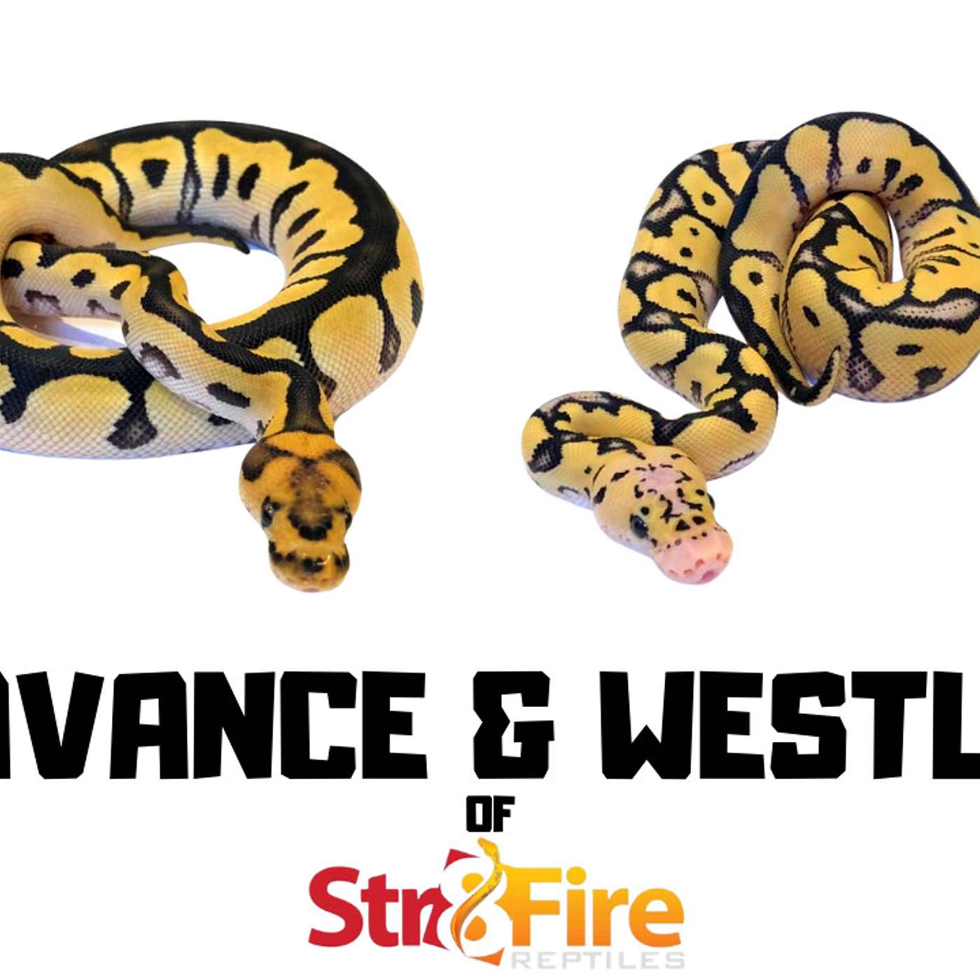 #107 LAVANCE & WESTLY OF STR8FIRE REPTILES | HURRICANE CLOWNS | BALL PYTHON BREEDER | TRAP TALK