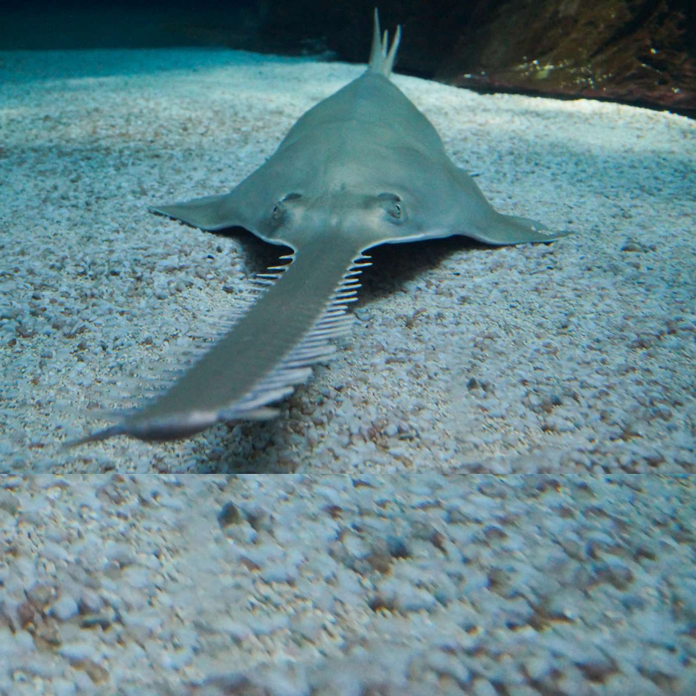S3 E20: The Last Saw: Saving Sawfish with Dr Barbara Wueringer