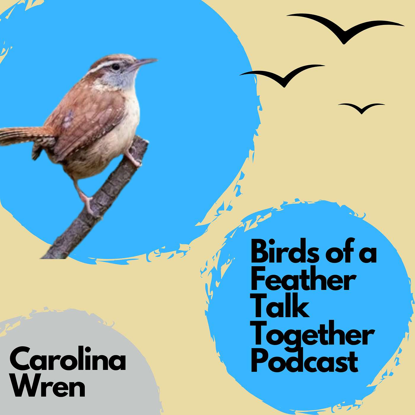 152: Carolina Wrens: Why One of North America's Loudest Little Birds Deserves Your Love 🐦 episode artwork