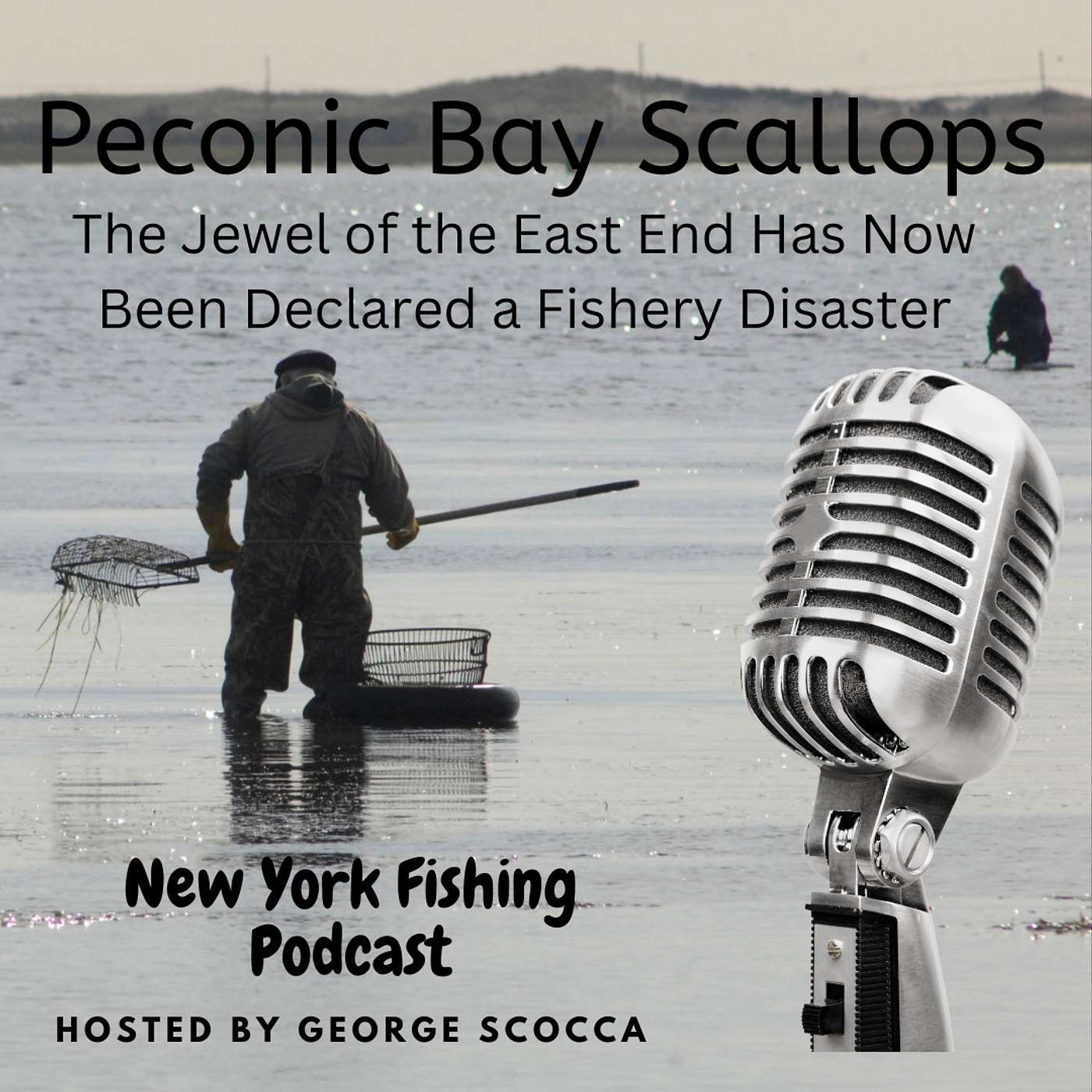 Our Changing Waters - The Peconic Bay Scallop