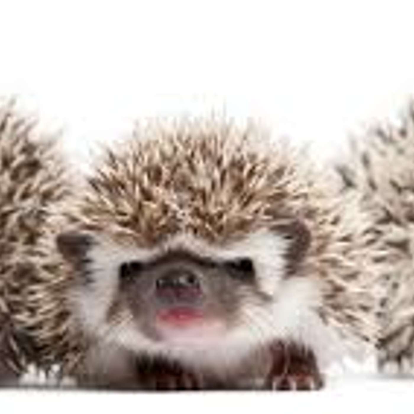 The hedge hogs