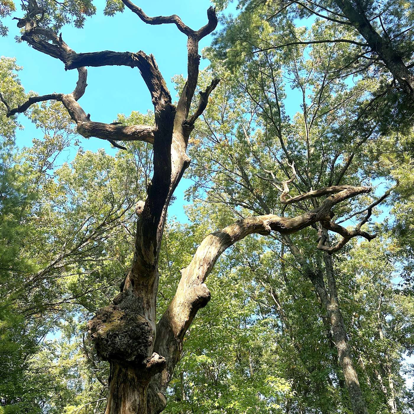 S.7 Ep.1: Morticulture