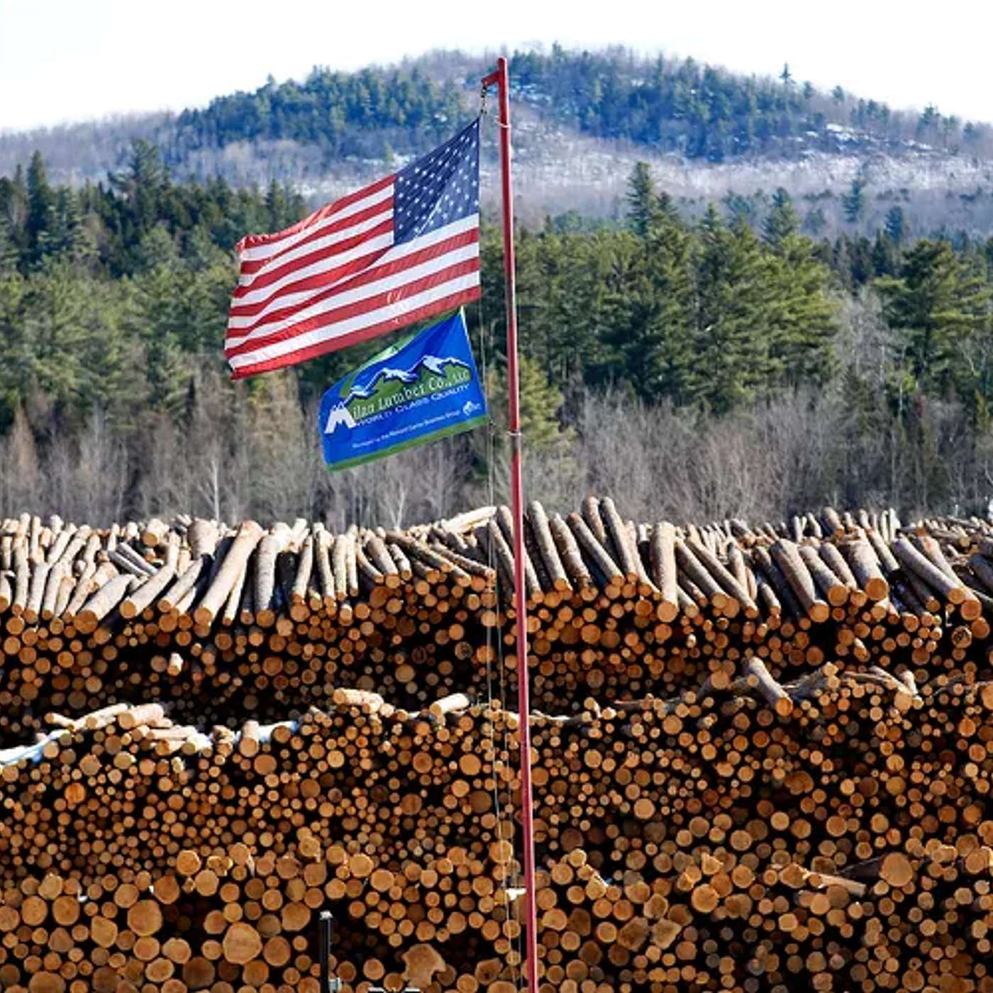 Trump Administration Opens More than 50% of Protected U.S. Forest Land for Logging episode artwork