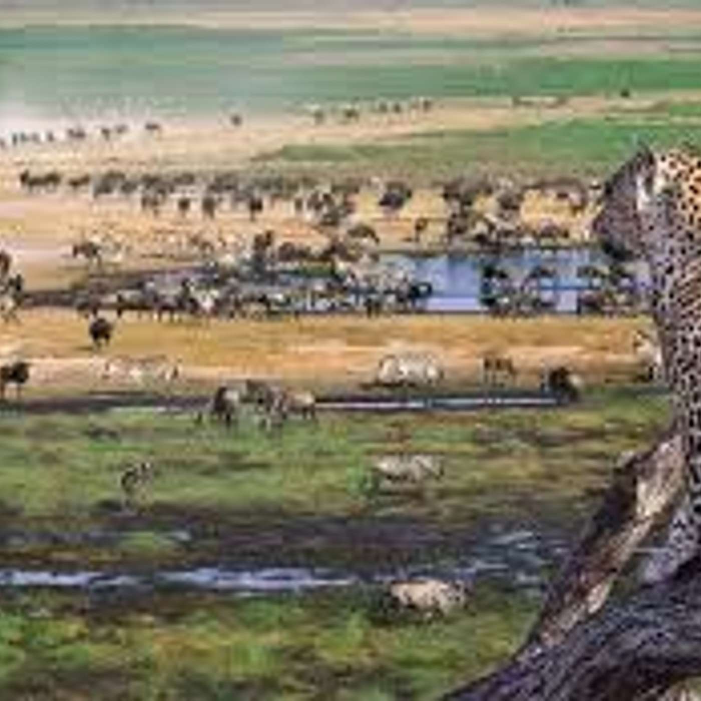 AFROSAFARI MEDIA