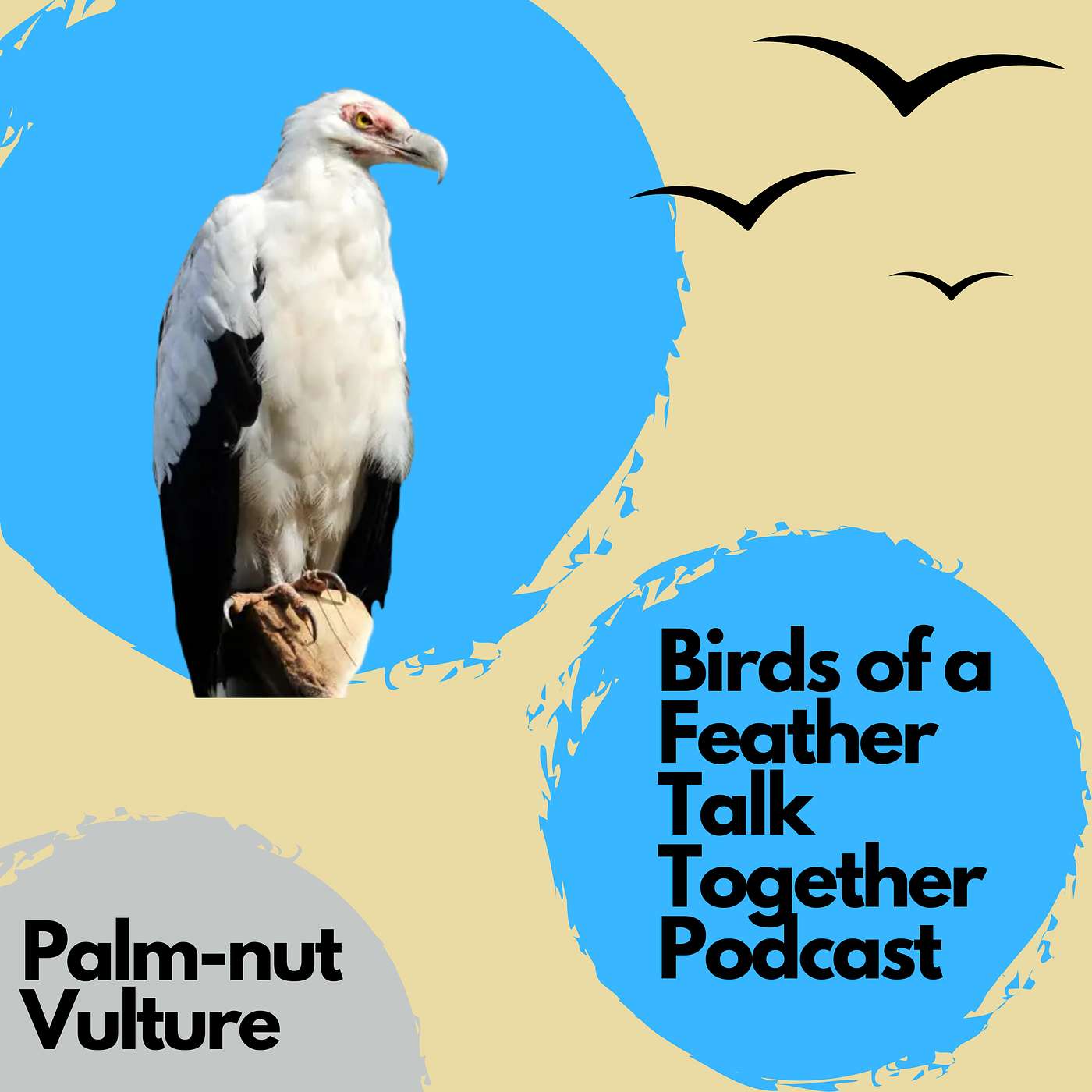 117: Palm-nut Vulture - A Vulture Unlike Any Other!