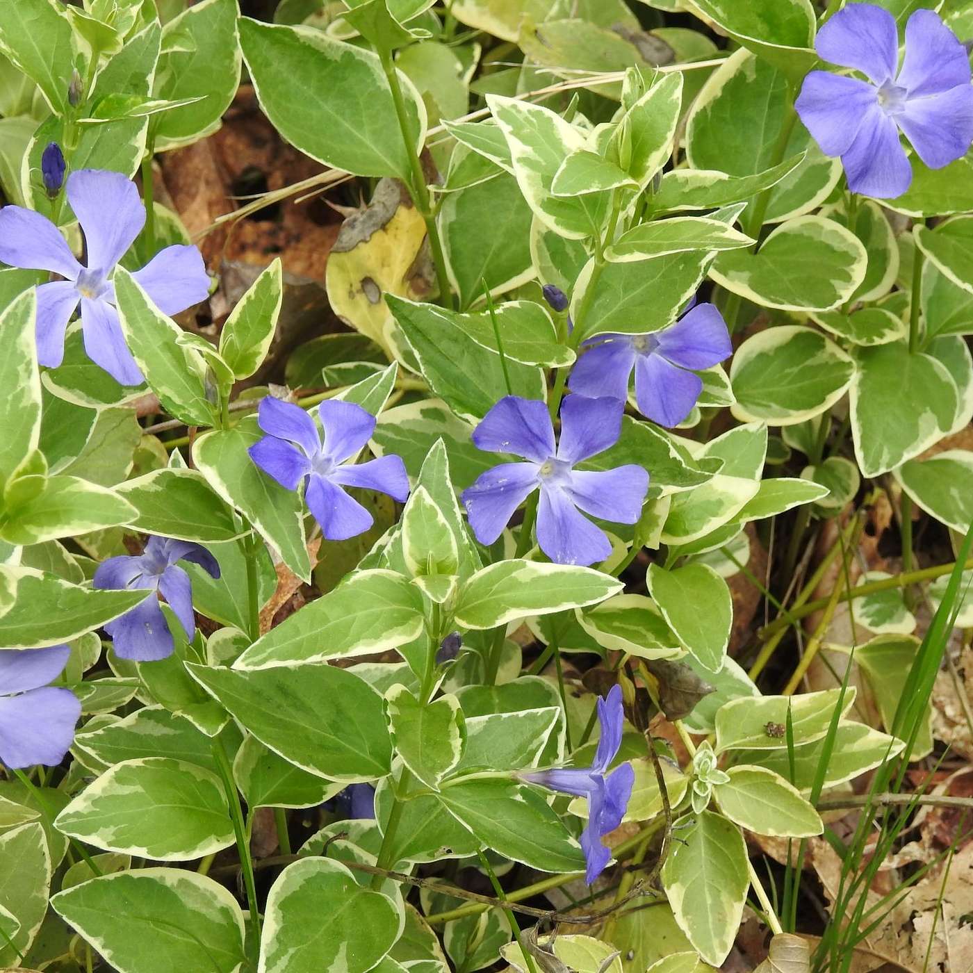 BLUE VINE FLOWERS episode artwork