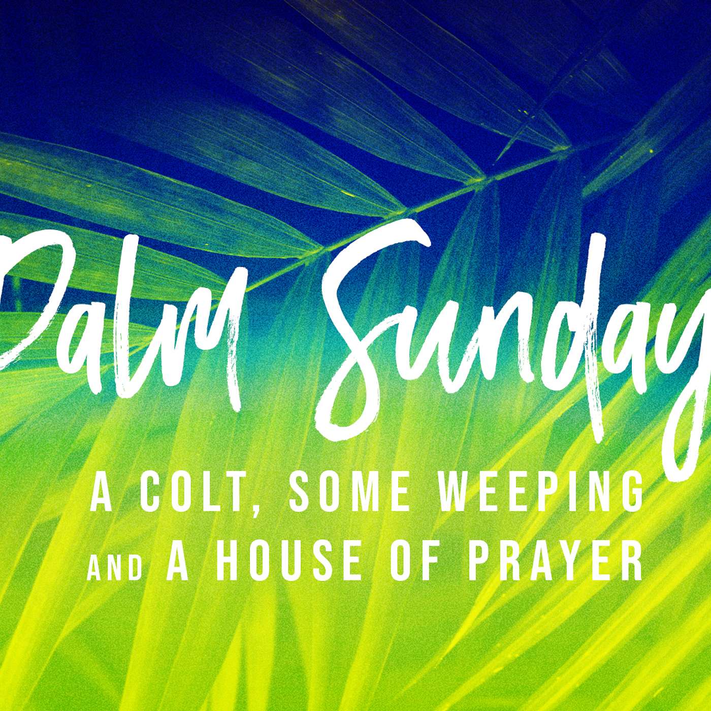 A Colt, Some Weeping, & A House of Prayer