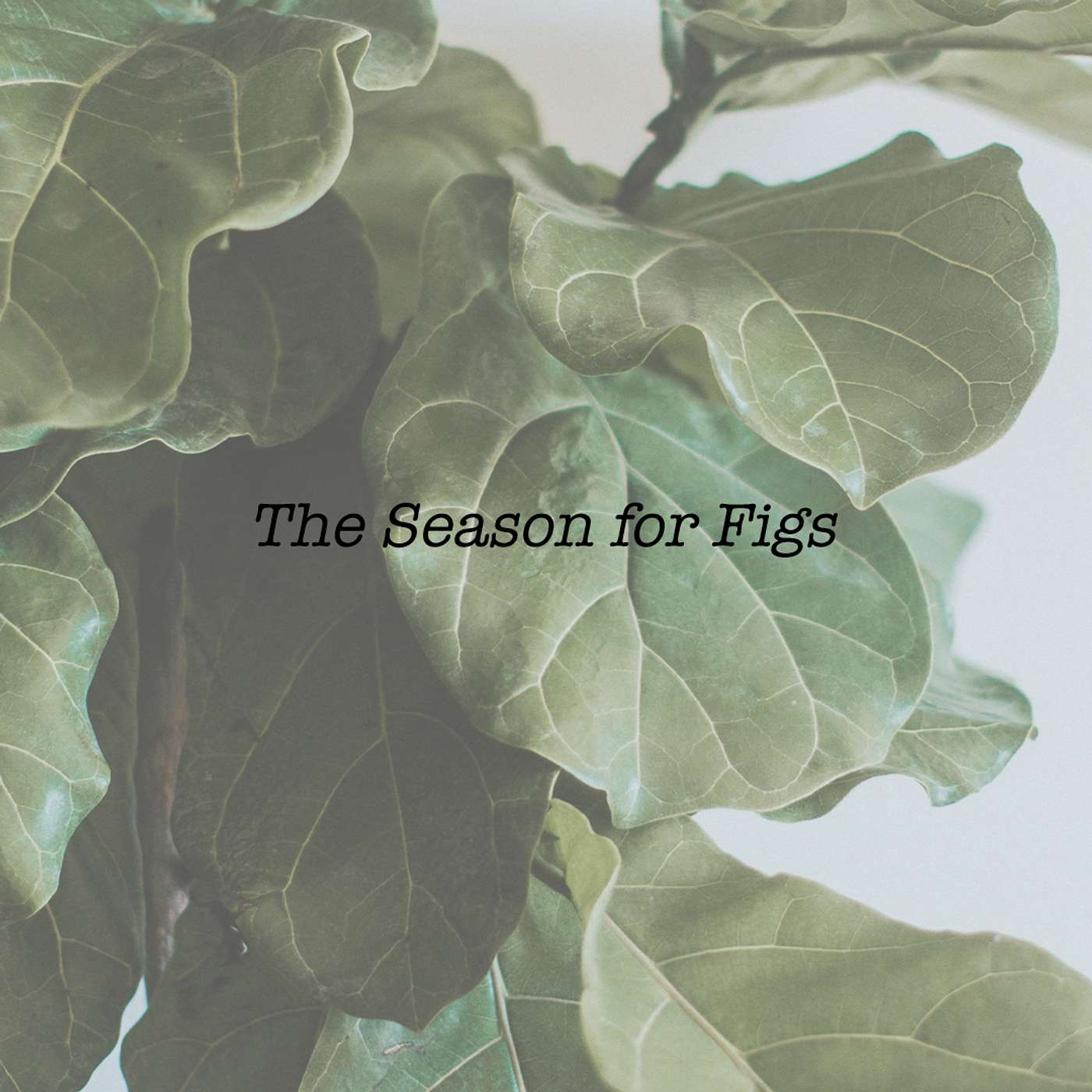 The Season for Figs