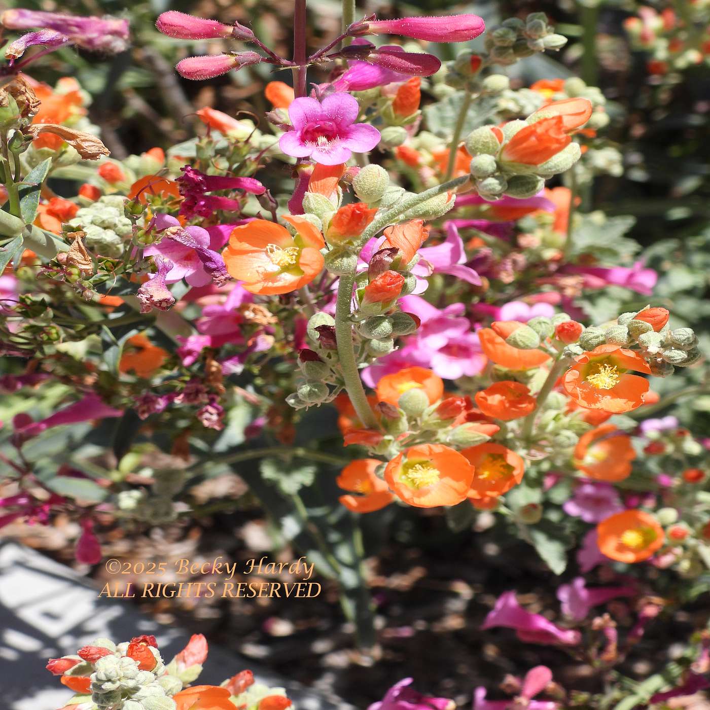 Becky Hardy, of BENA: Creating Butterfly Habitats