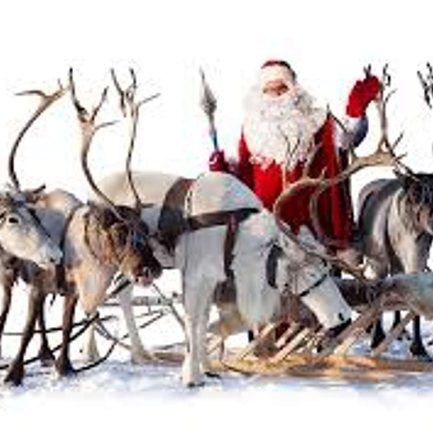 Amici per il pelo, il mondo degli animali visto e raccontato da una veterinaria