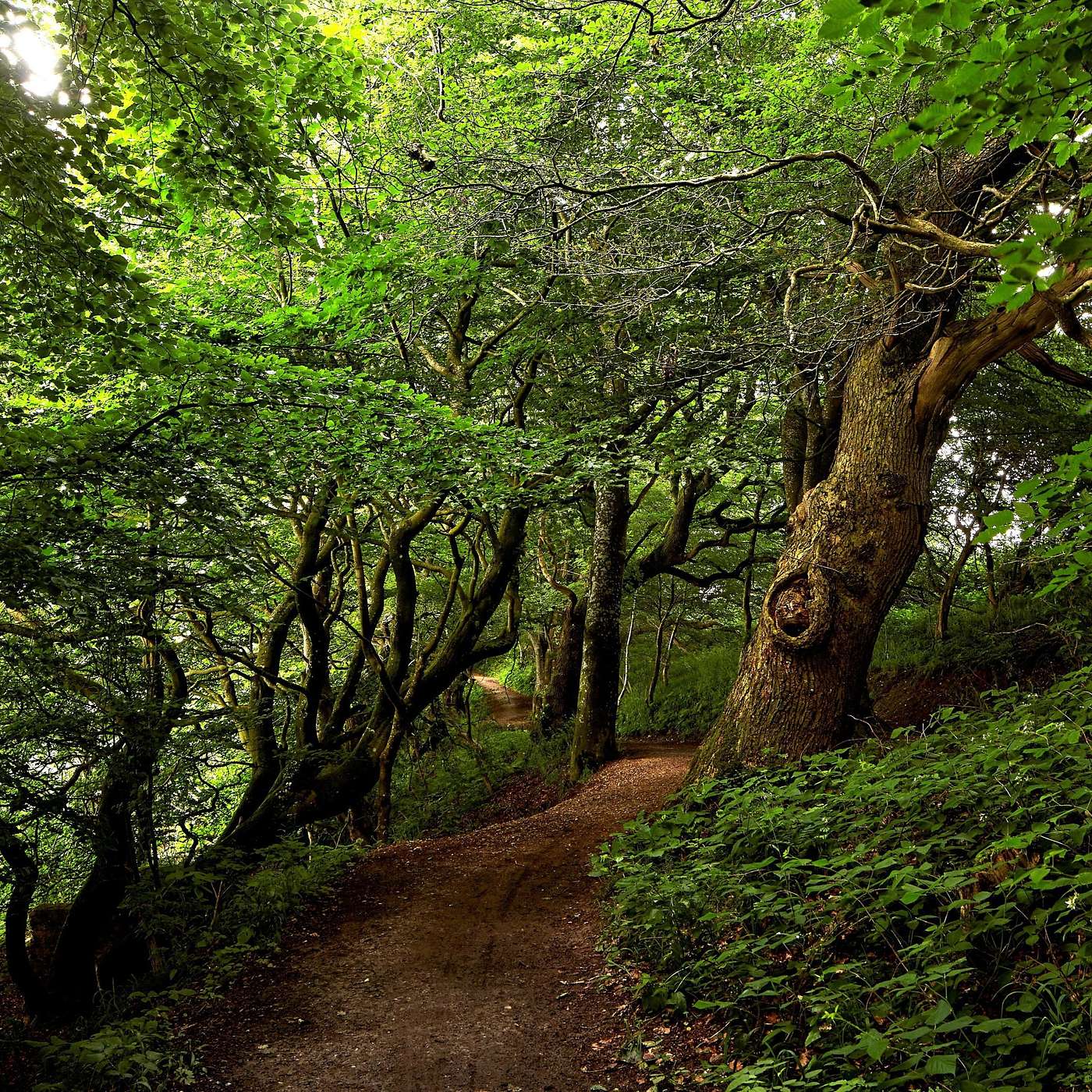 Lydfortælling Jels - den mægtige Farris-skov og rensdyrenes tundra