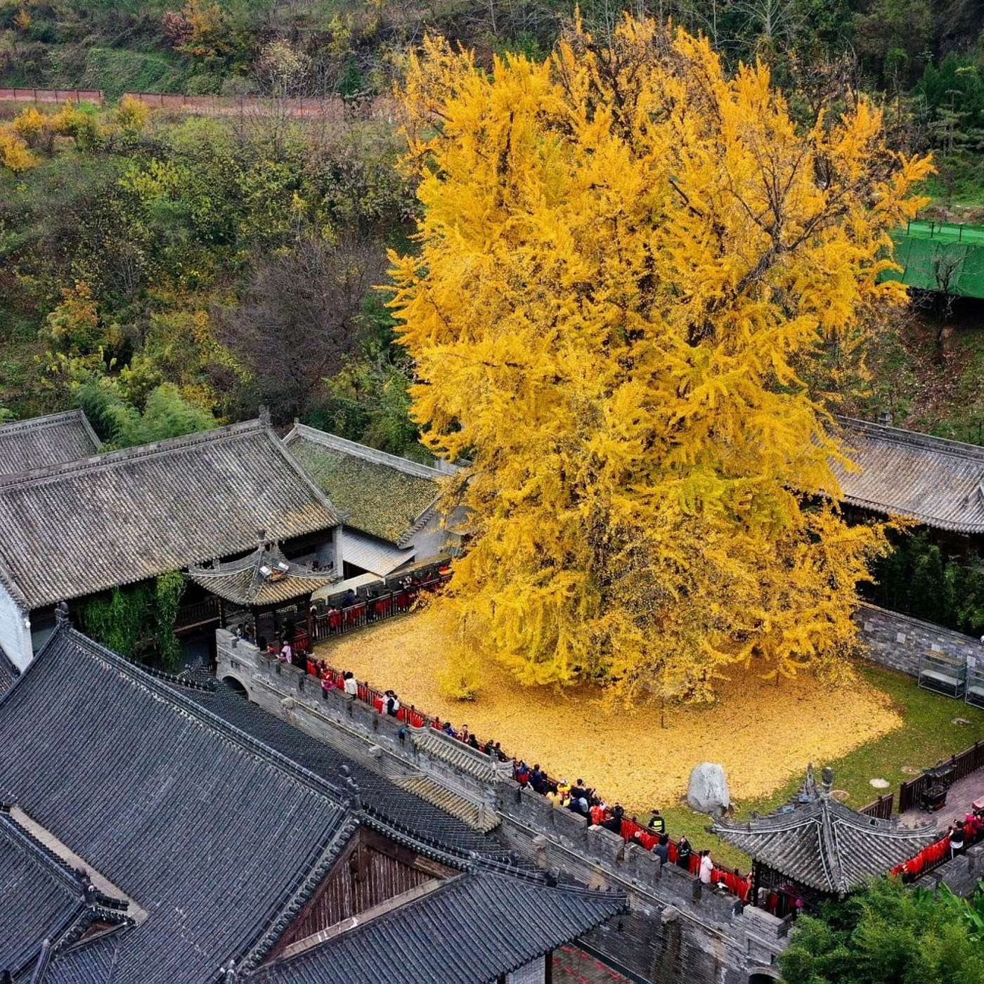 This Old Tree