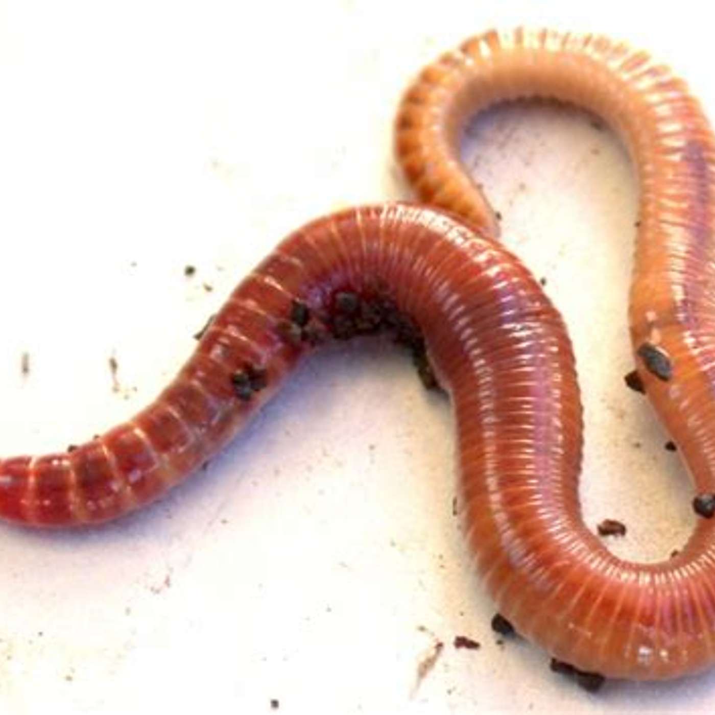 Earthworms: The good and the bad? episode artwork