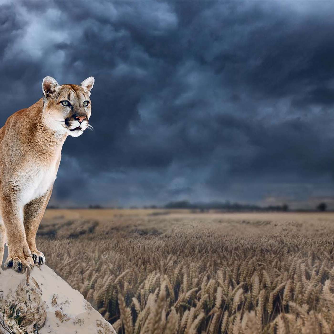 Episode 8 - Cougar Country (Part 1)