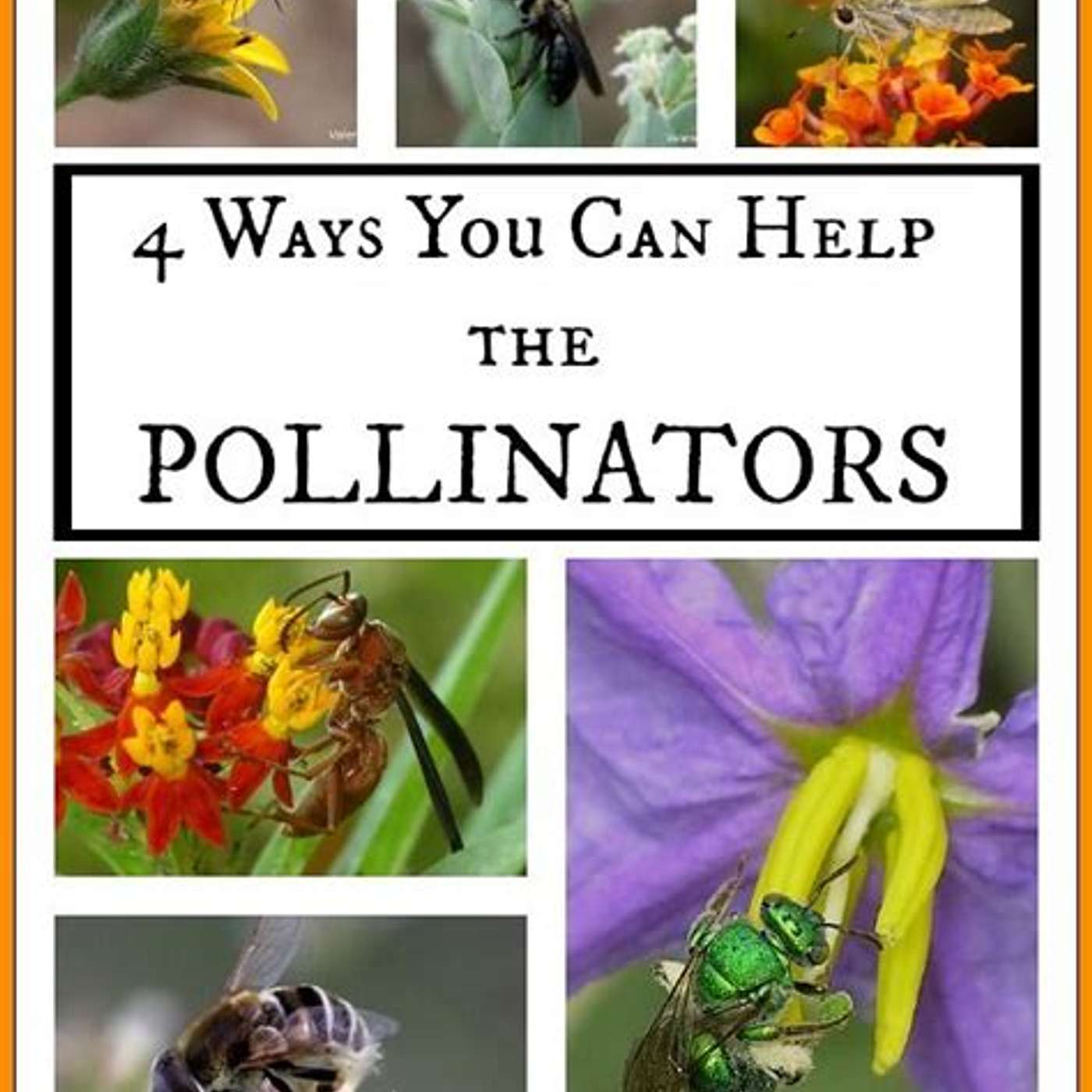 Pollinators episode artwork