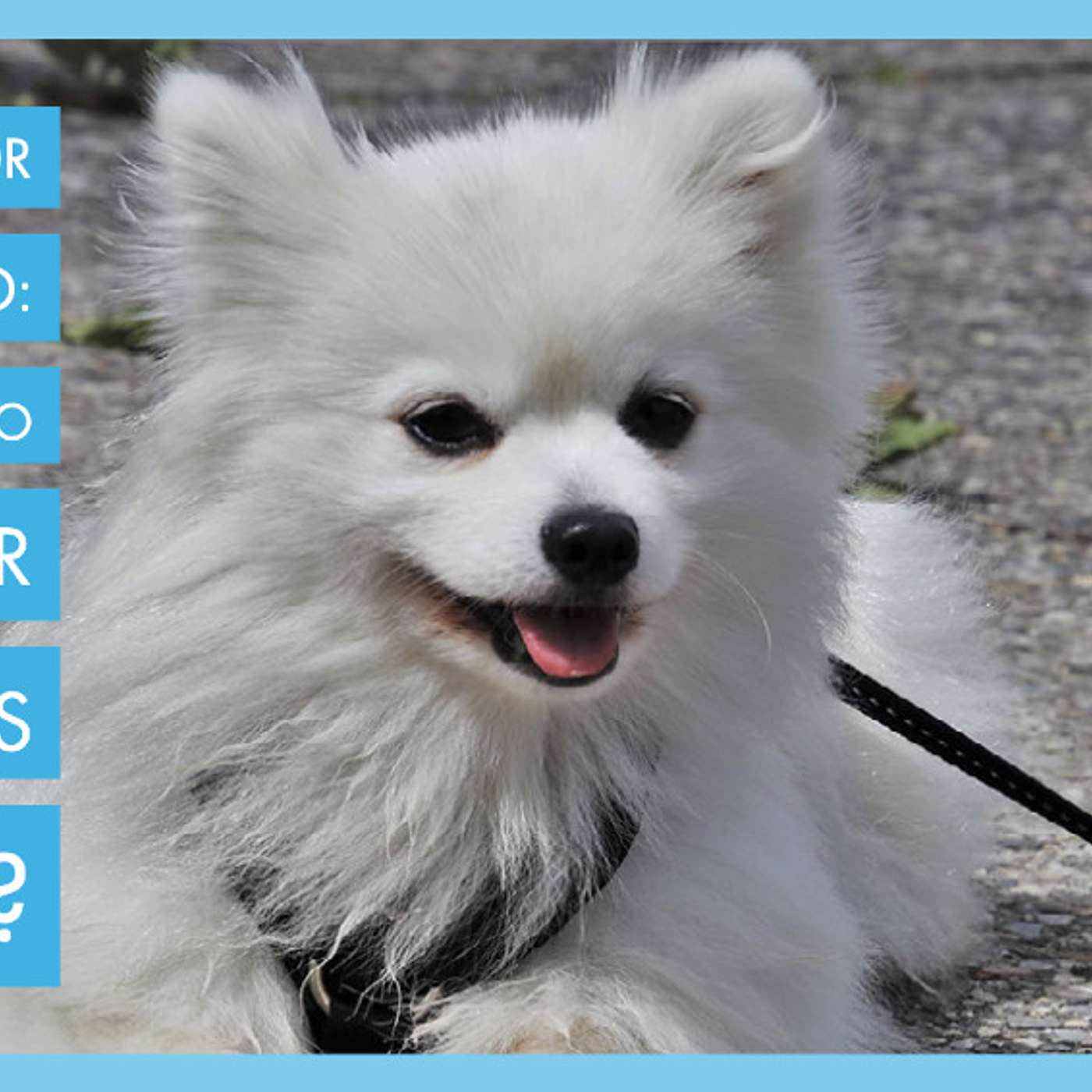 Ansiedade por antecipação: o que é e como trabalhar com cães assim?