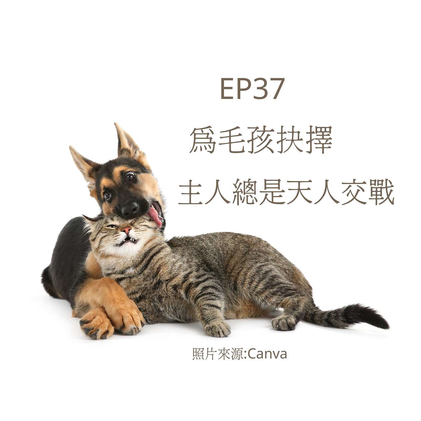 從0到1媒體人x斜槓 EP37 主人最難的掙扎！當毛孩生病該開刀？該住院？還是好好陪牠走完最後一程？(柚子貍&安妮動物園) episode artwork