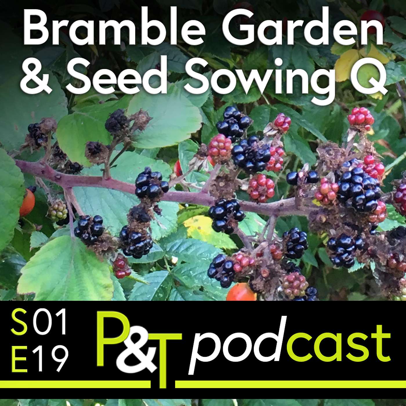 Bramble Garden Blog, Royal Themed Sweet Peas & Listeners' Question on Seed Sowing