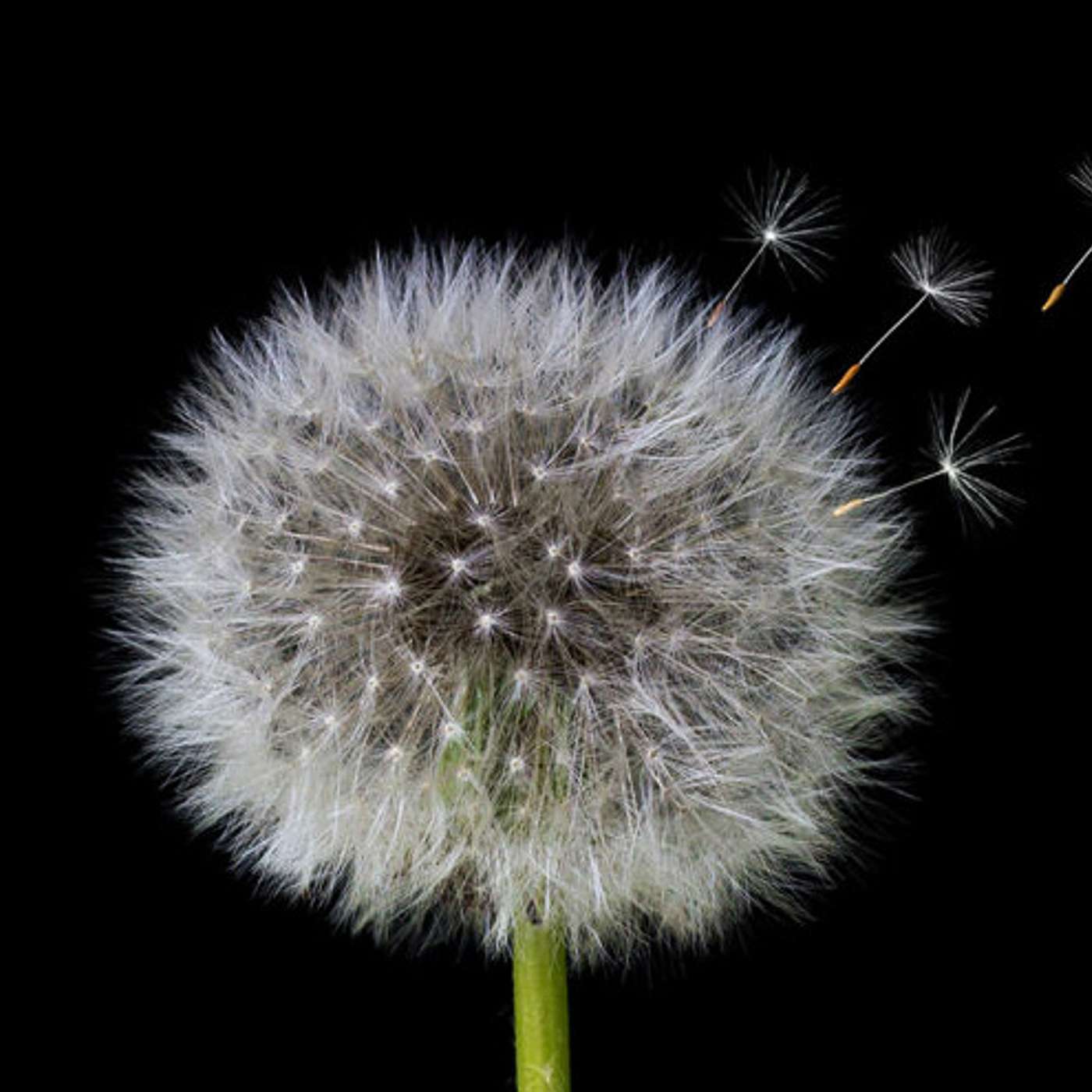 Episode 38 - Mutability, time & presence