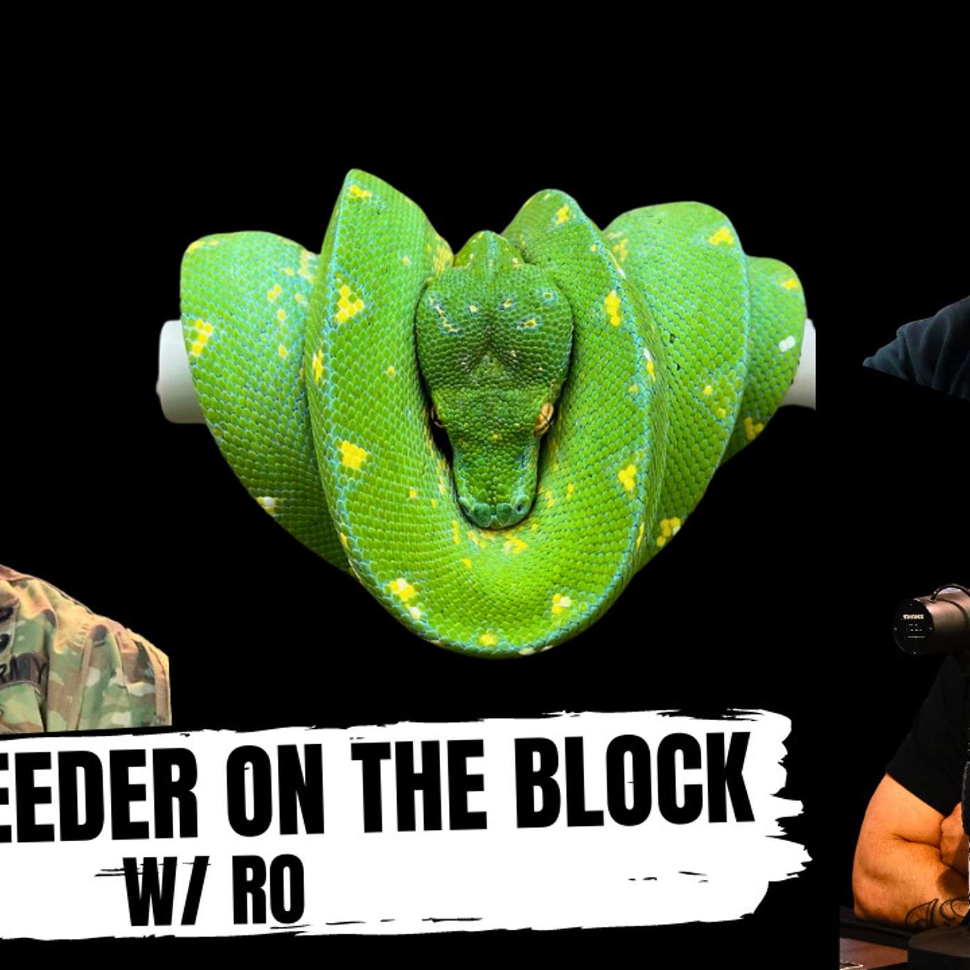 Is RO more excited about keeping Ball Pythons or Green Tree Pythons? | New Breeder On The Block