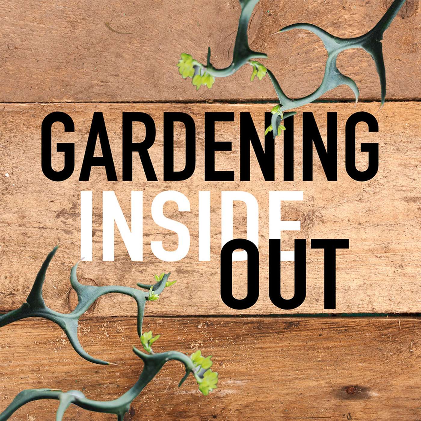 Ep. 129 | Flying Dragon citrus, Winter weather is on the way, Peach trees | Jan 17