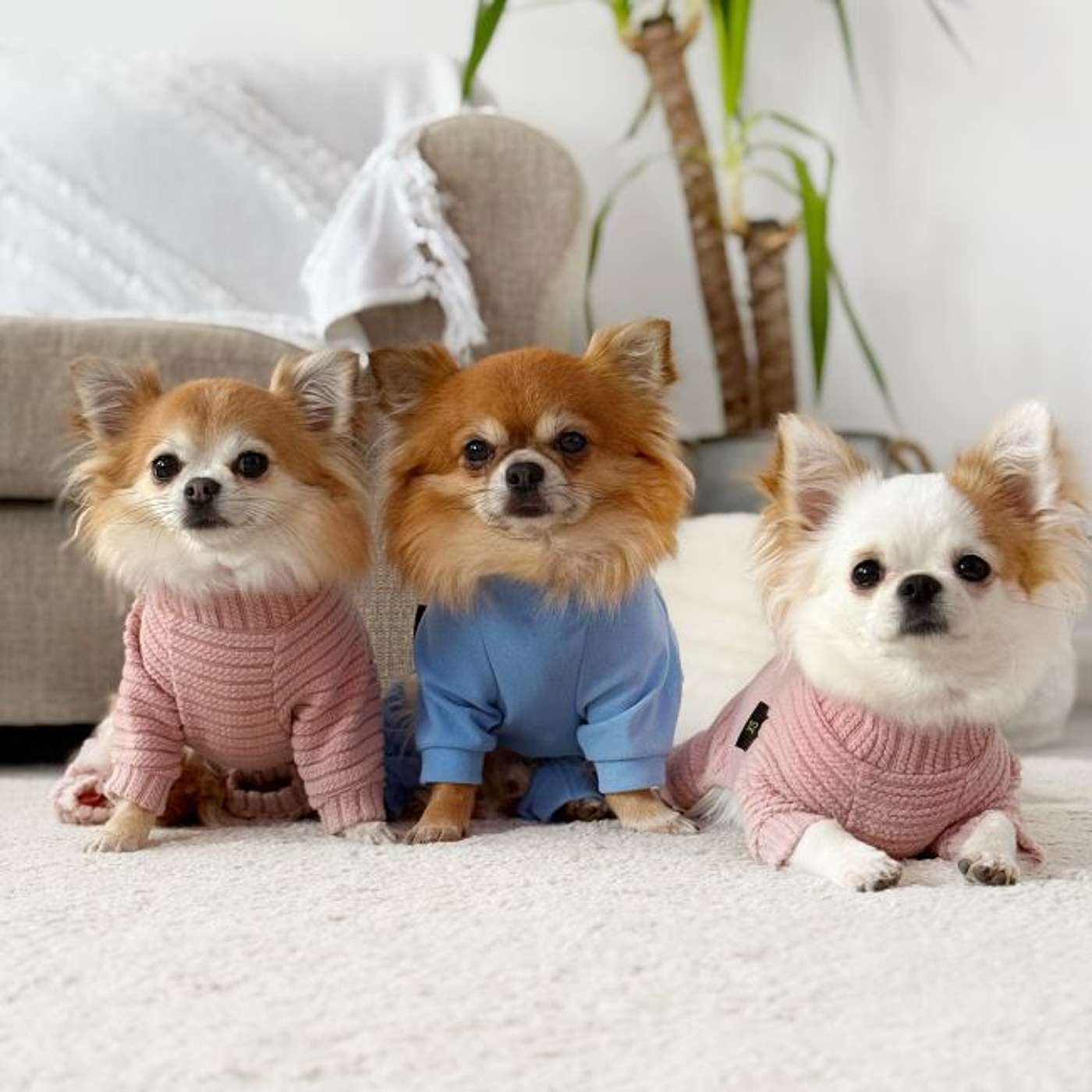 POMCHI: A PLAYFUL, BRAVE, AND ADORABLE COMPANION