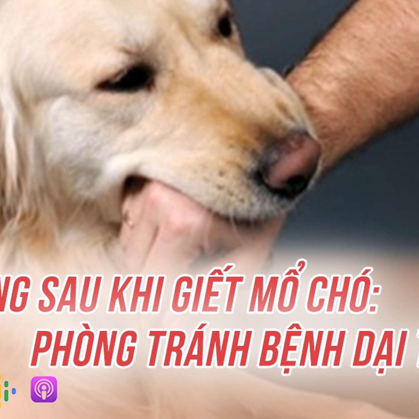 VietnamPlus\'s Podcast