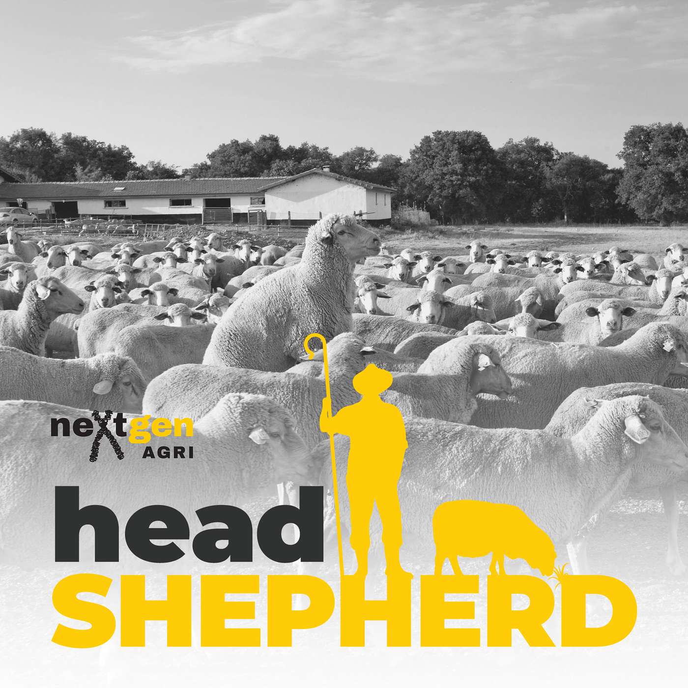 Head Shepherd