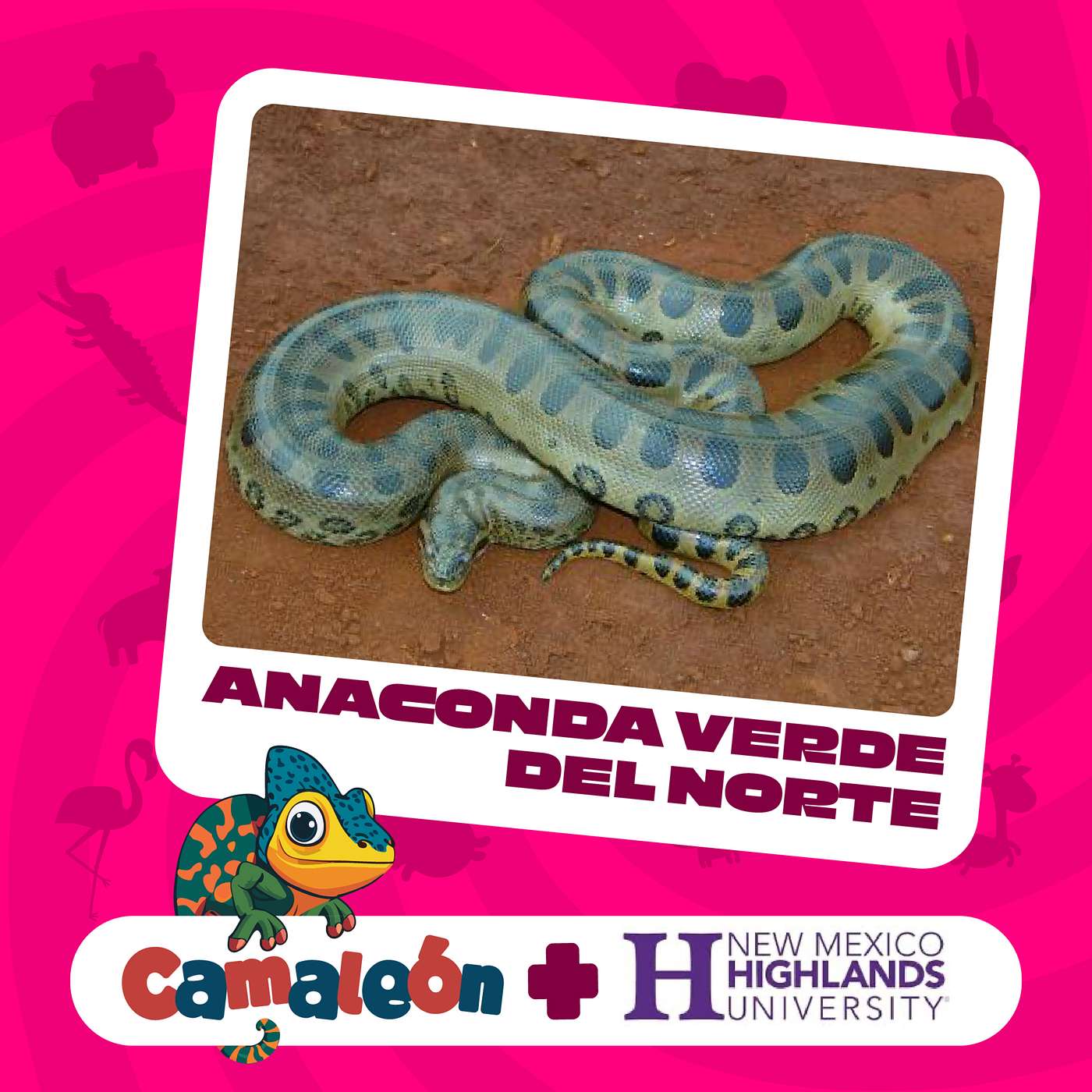 Anaconda Verde del Norte: Gigantes de los Ríos episode artwork