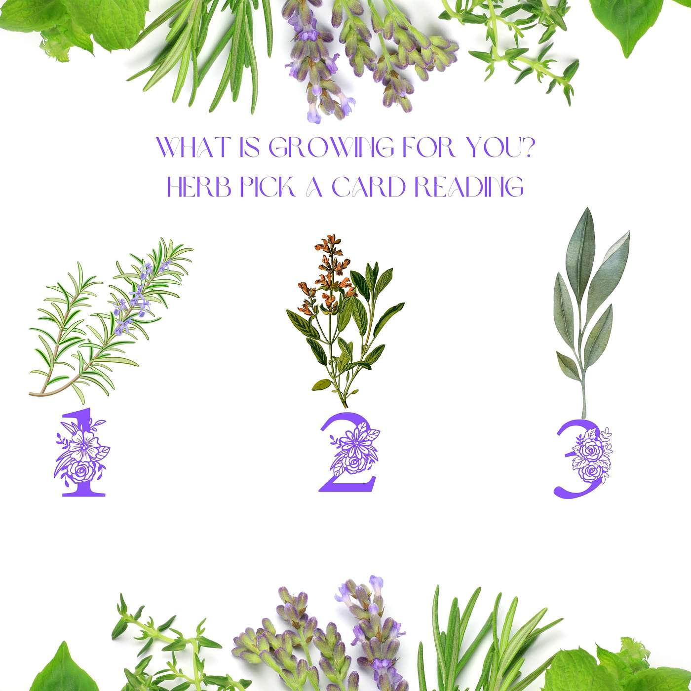 Herb Spiritual Growth Pick A Card Reading Herb#2 episode artwork