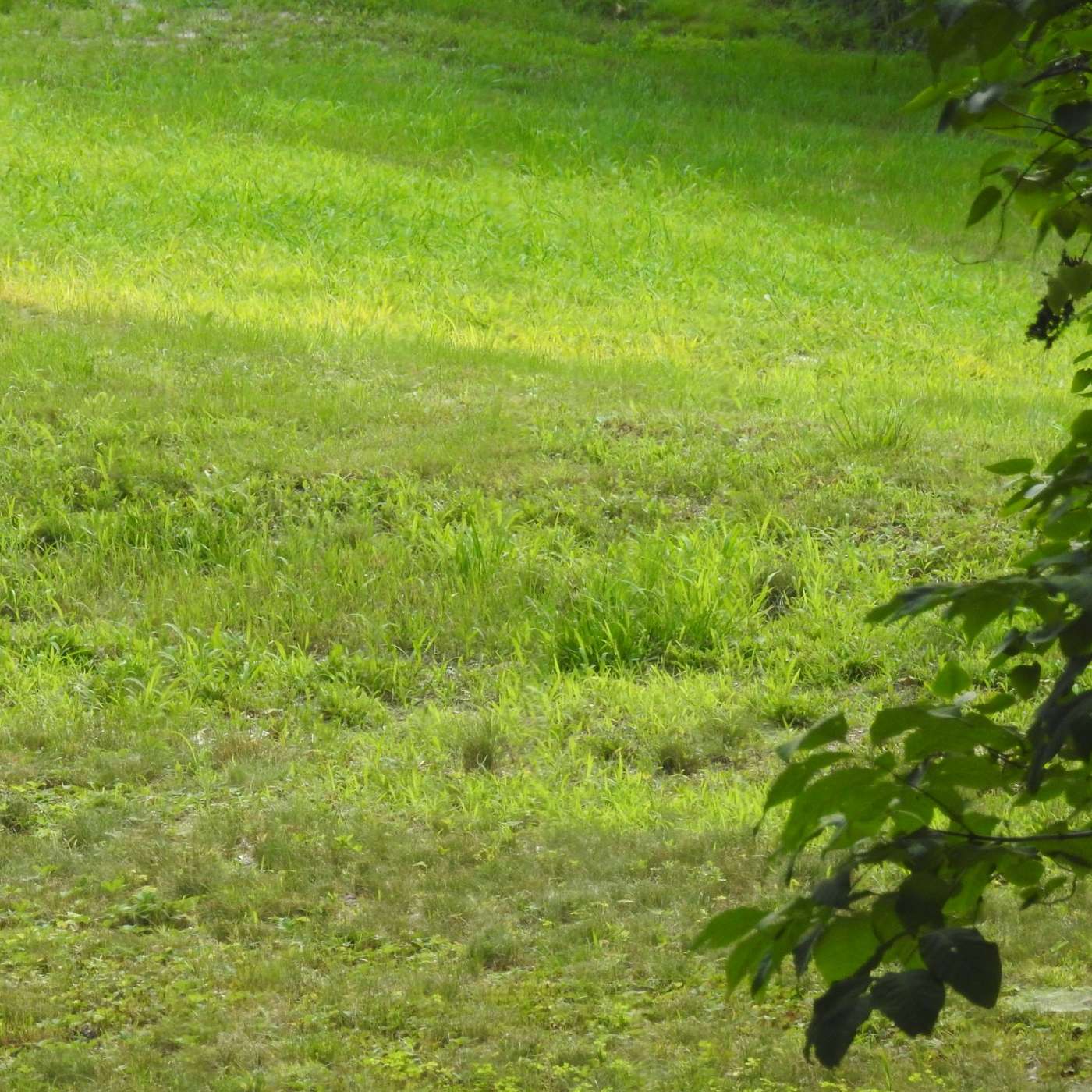 COUNTING THE SHADES OF GREEN