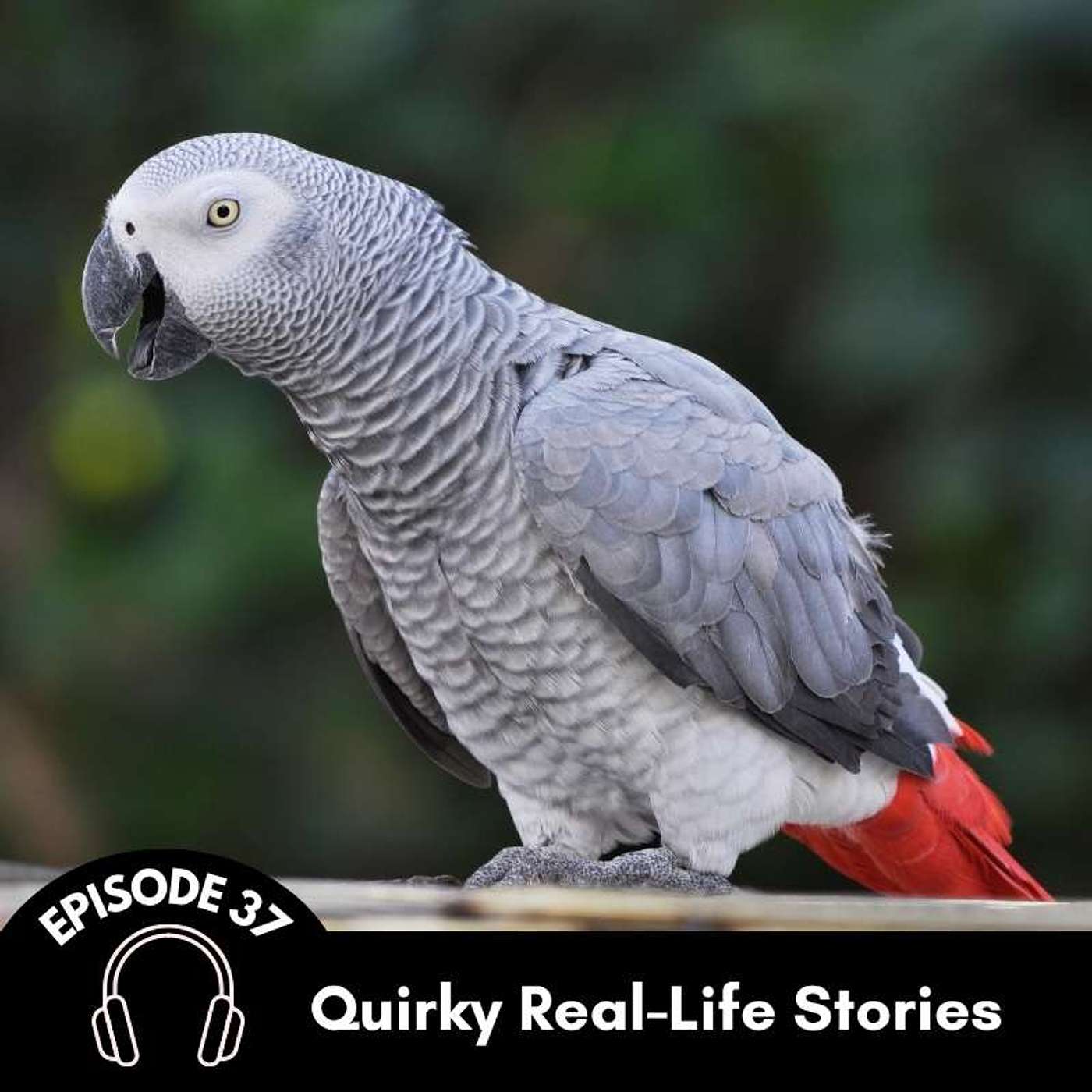 Episode 37: Quirky Real-Life Stories