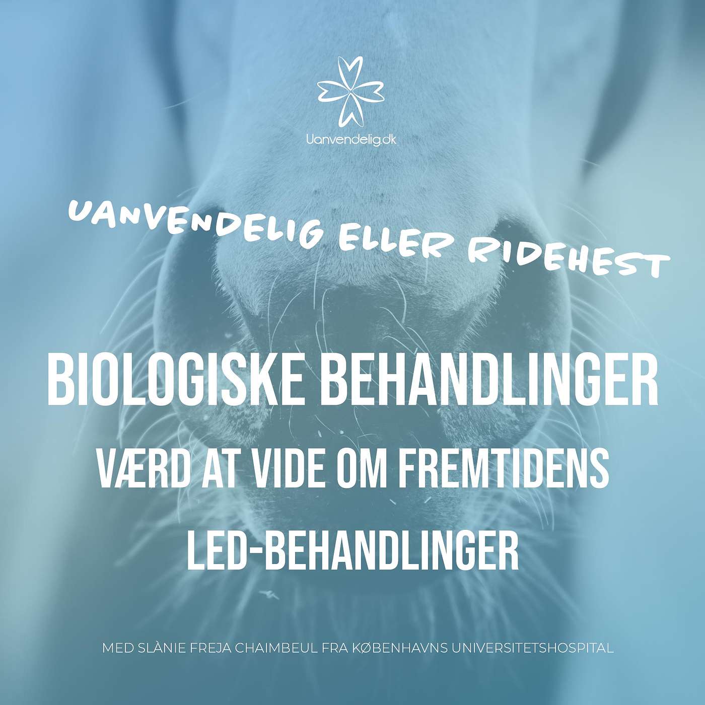 Behandling af halthed med biologisk terapi  - Med dyrlæge Slànie Freja Chaimbeul